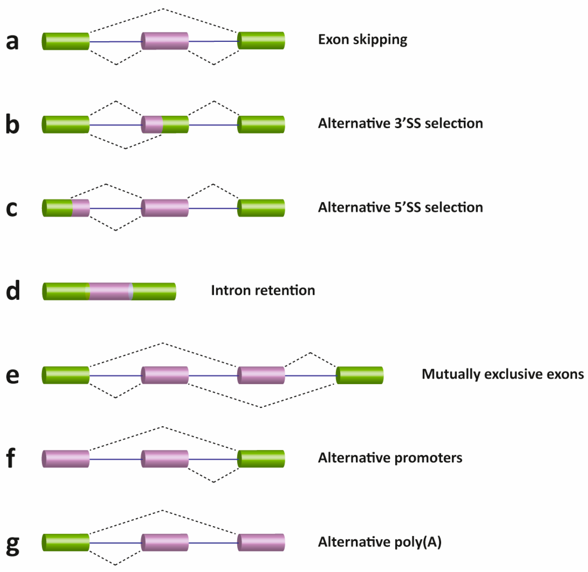 mRNA Splicing and Alternative Splicing – Introduction to Molecular Biology mRNA Splicing and Alternative Splicing – Introduction to Molecular Biology