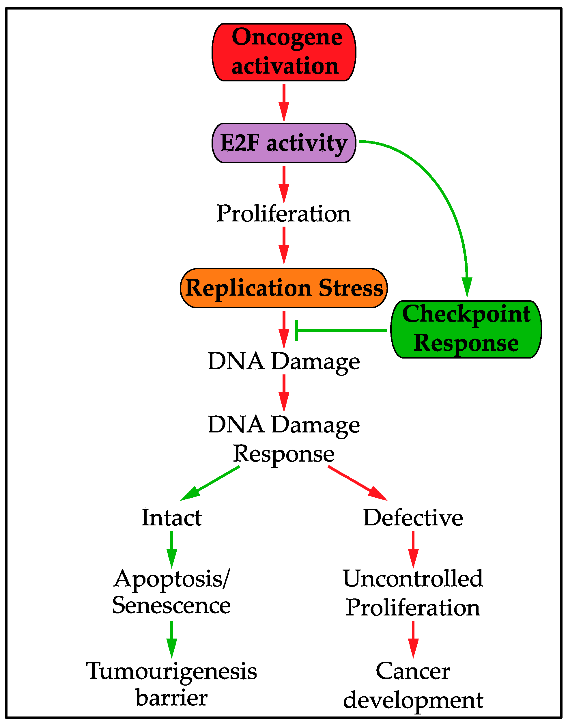Genes 08 00092 g004