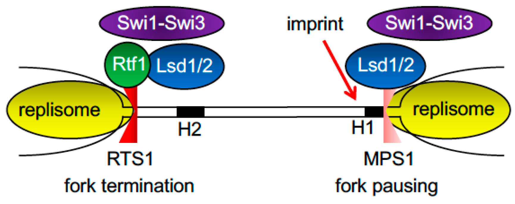 Genes 08 00098 g005