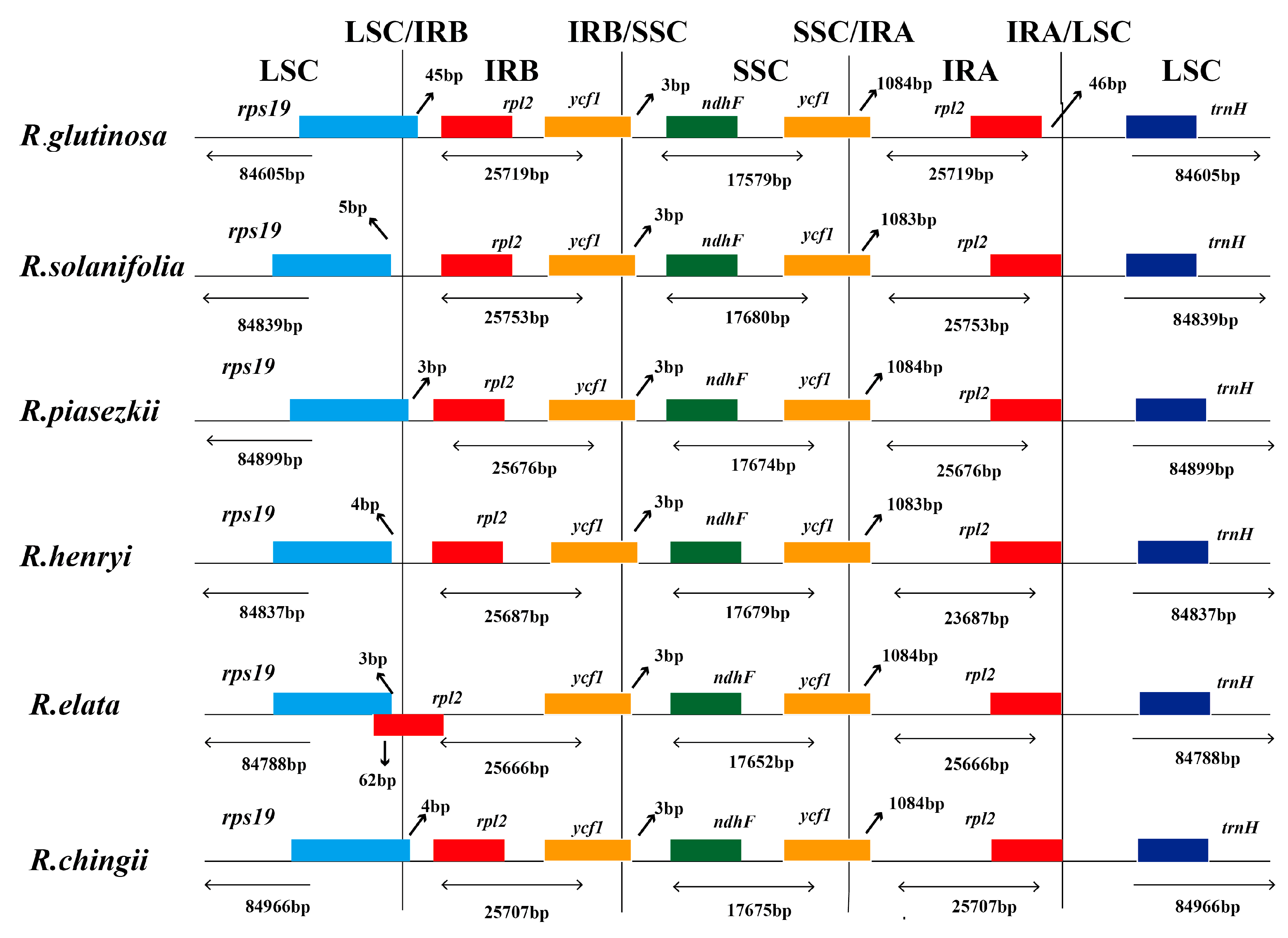 Genes 08 00103 g002 550