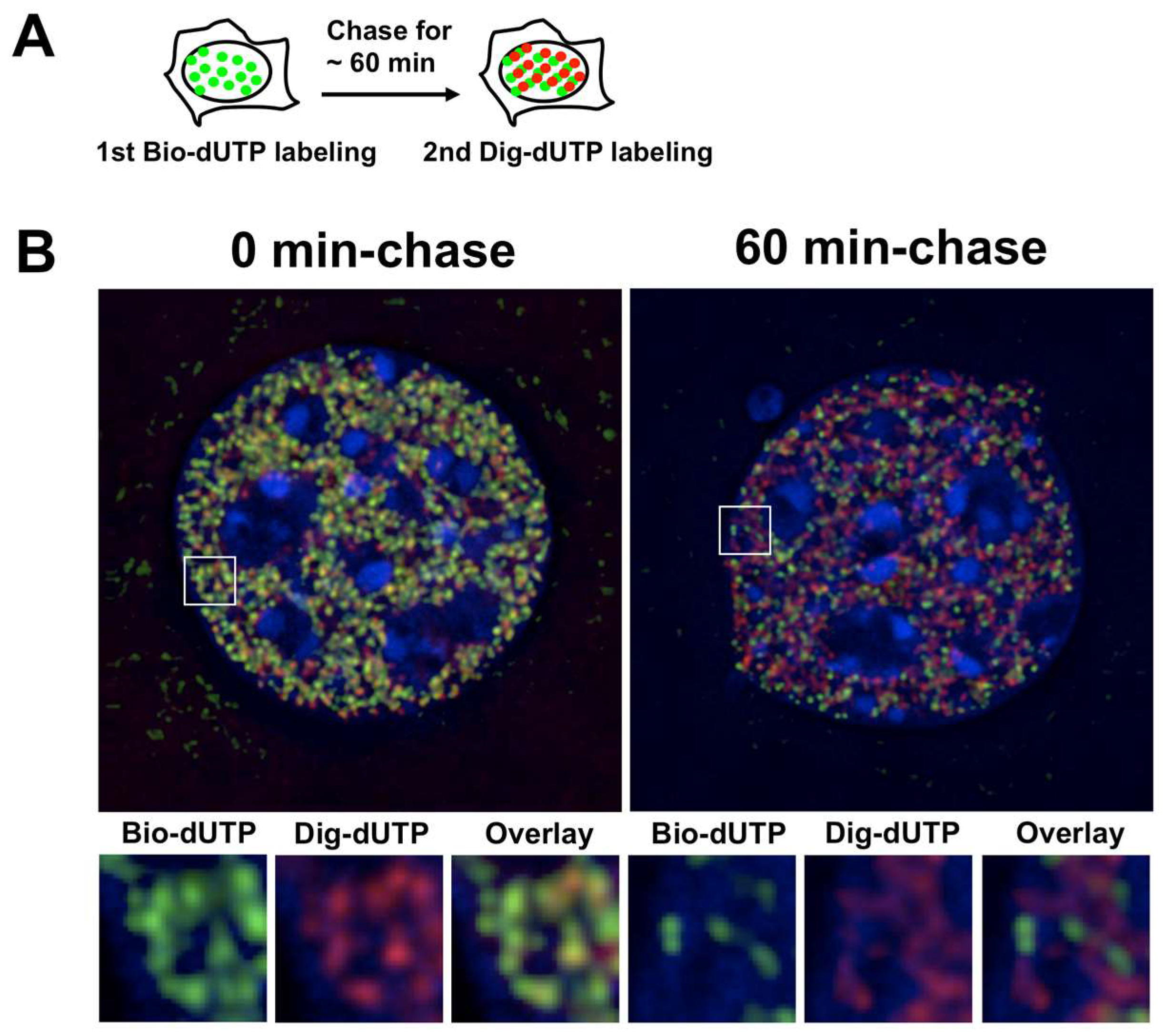 Genes 08 00110 g003