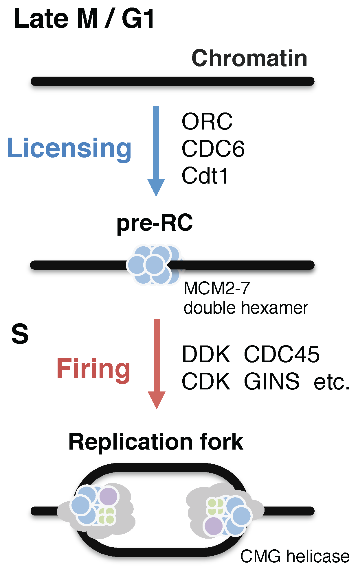Genes 08 00112 g001