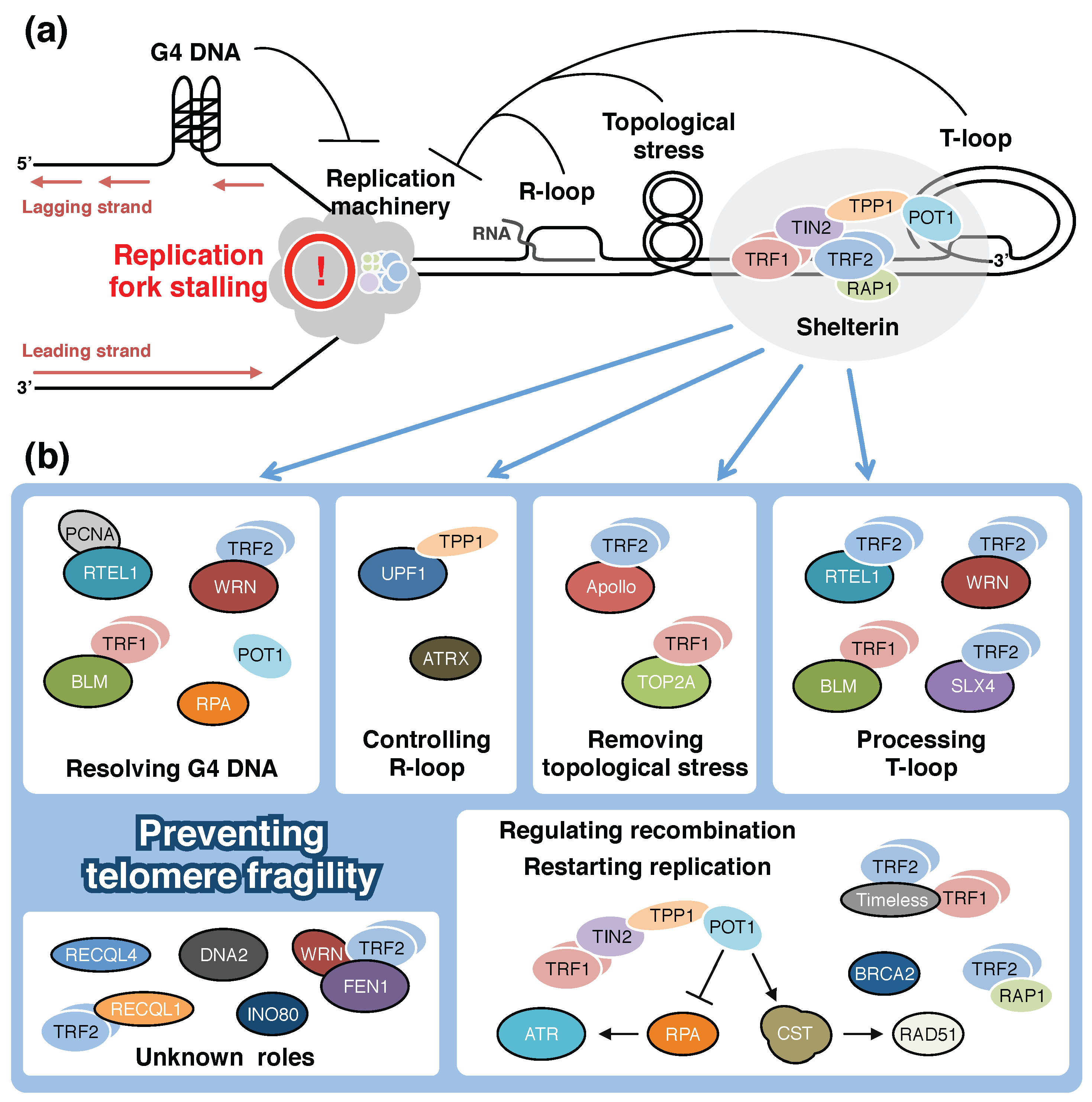 Genes 08 00112 g002