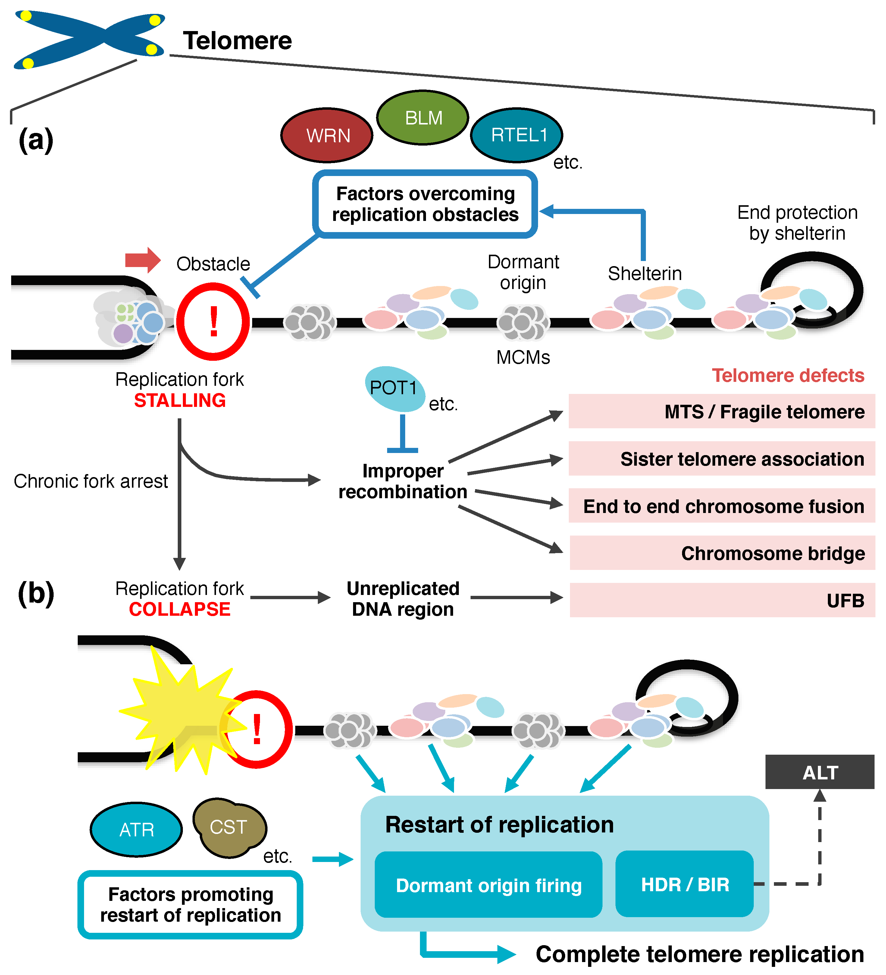 Genes 08 00112 g003
