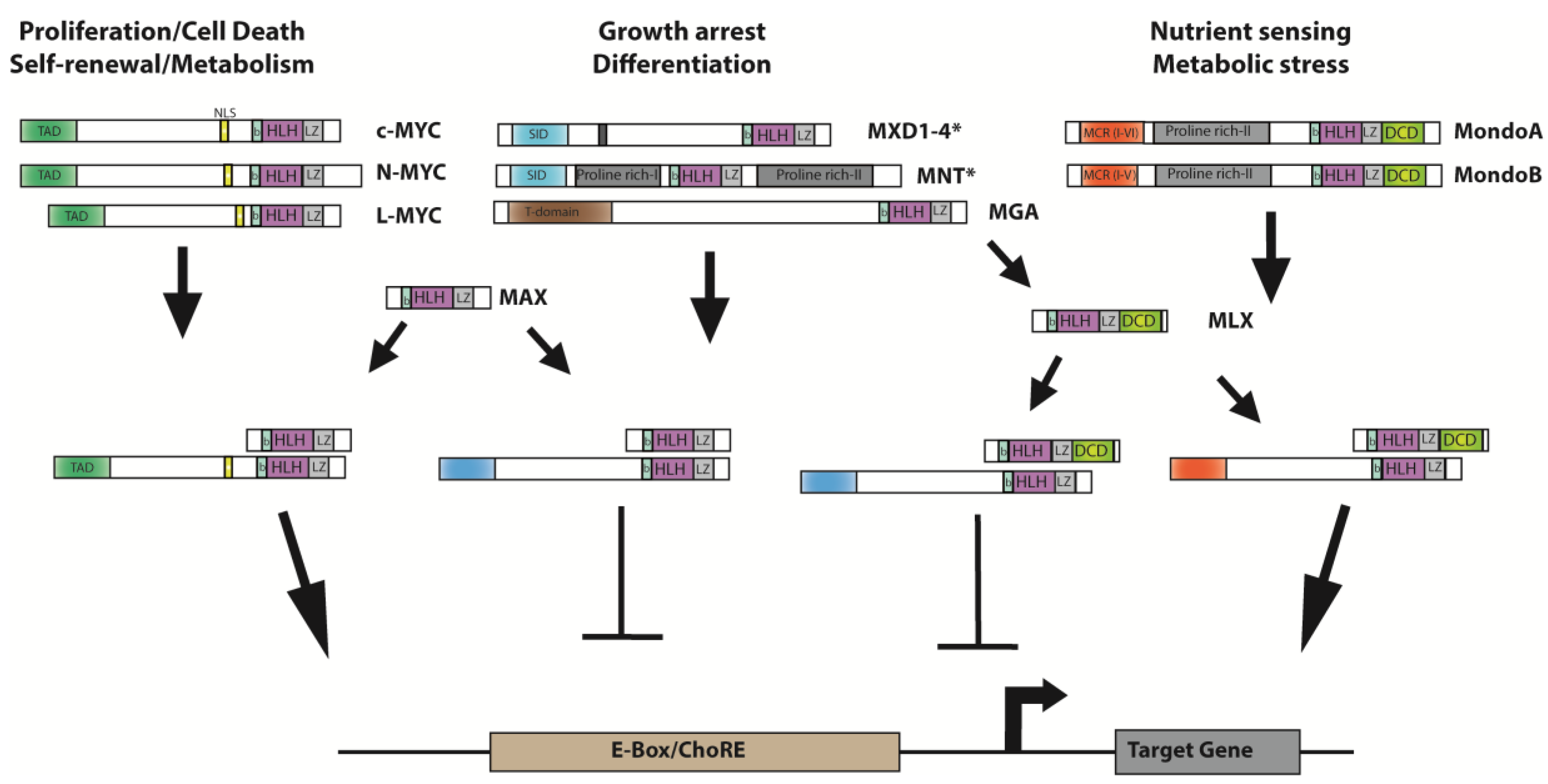The Mnt Transcription Factor Autoregulates Its Expression And Supports