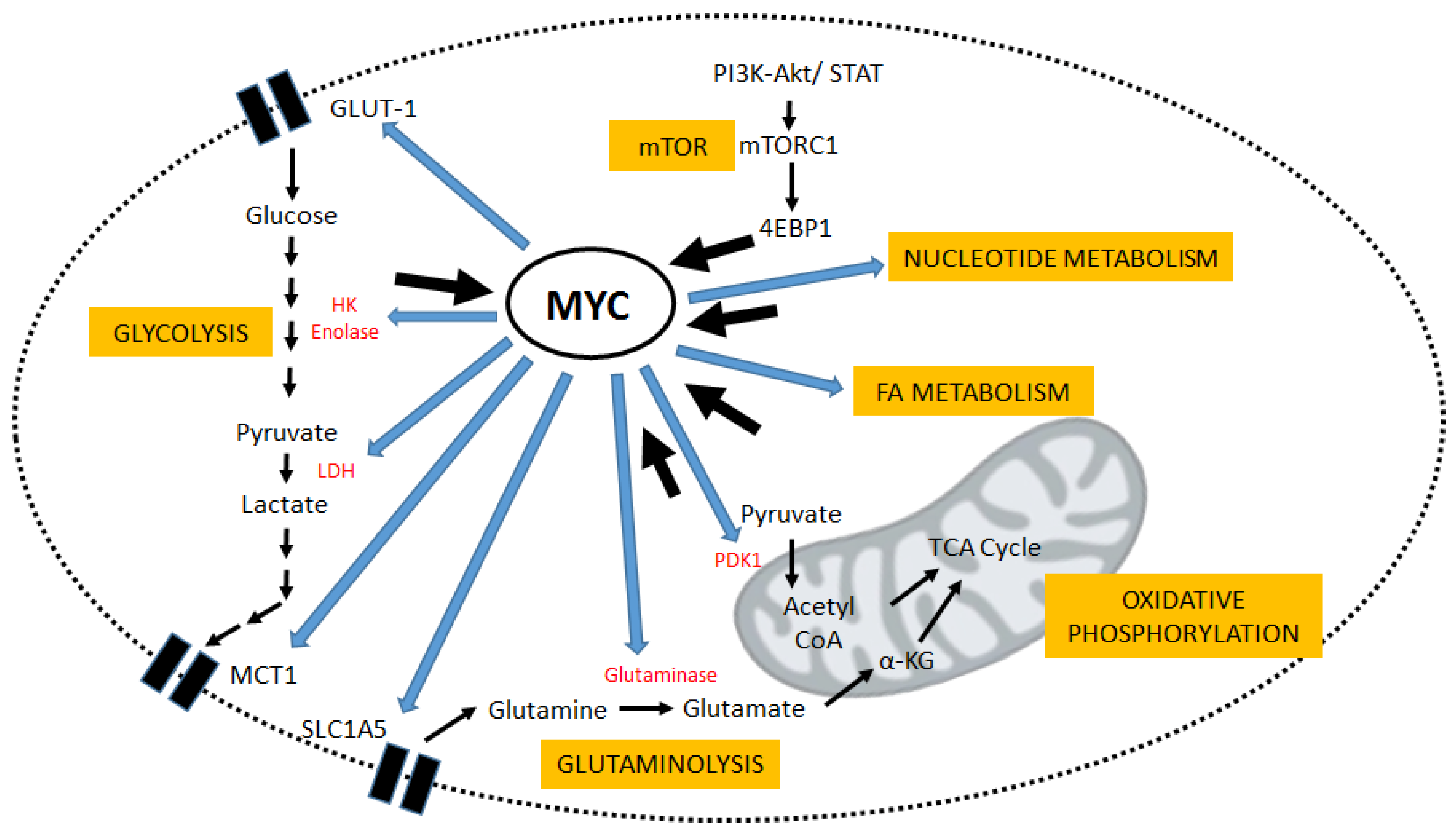 Genes 08 00114 g001