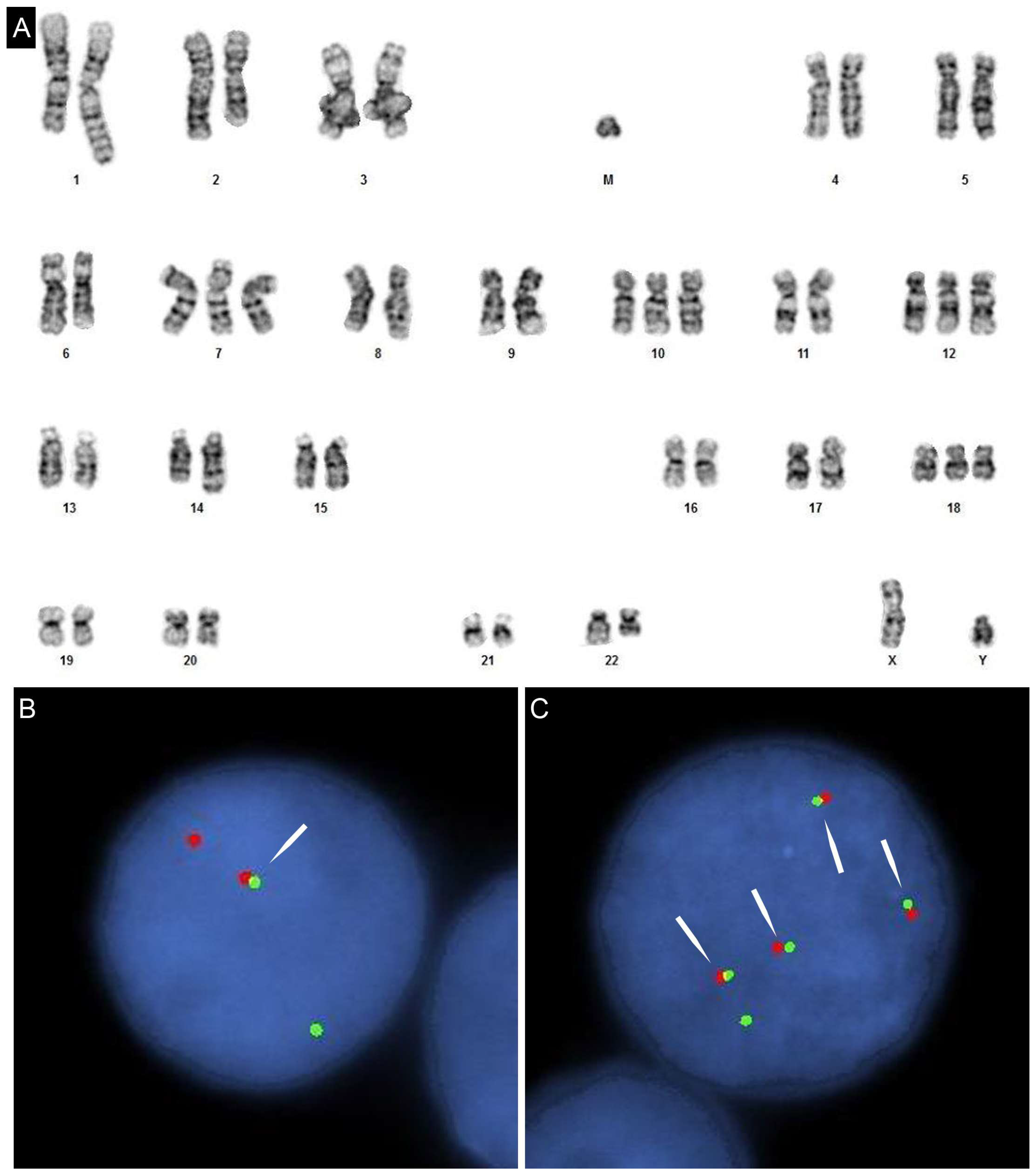 Genes 08 00116 g002