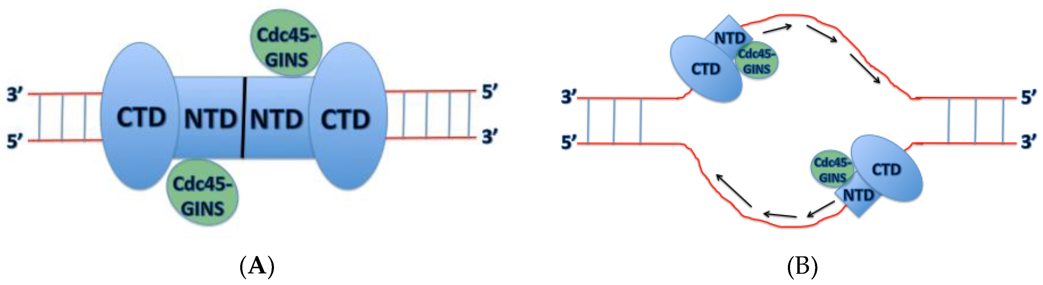 Genes 08 00117 g005