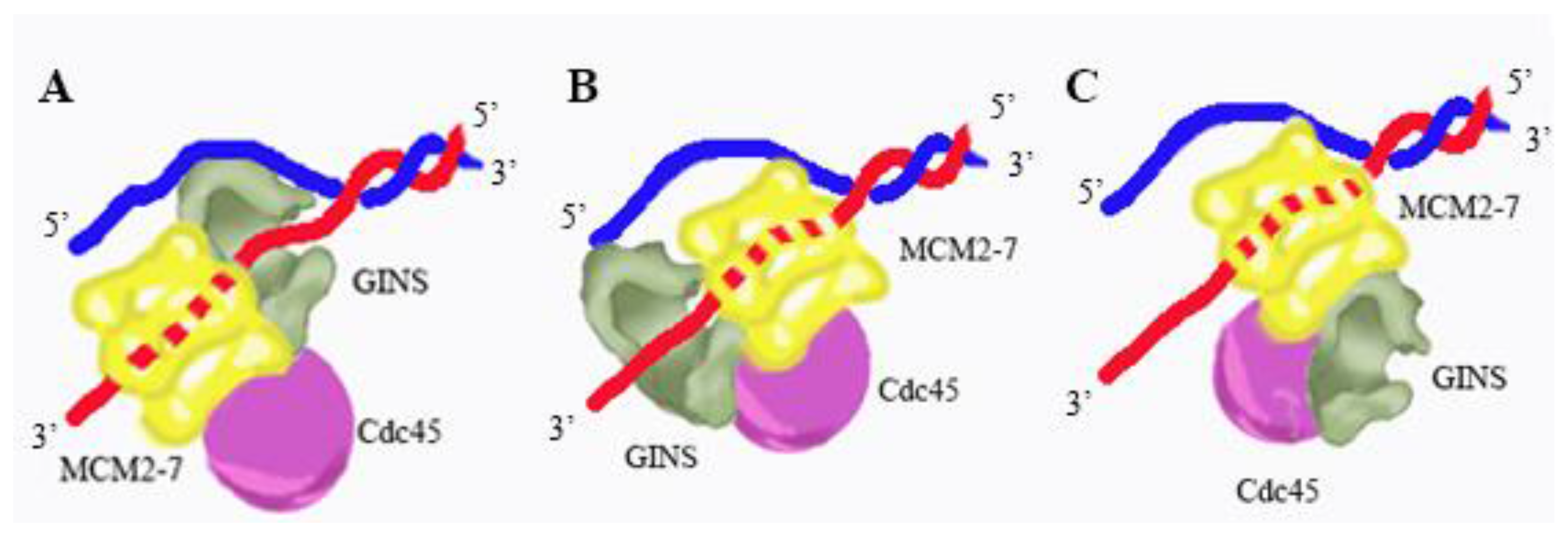 Genes 08 00117 g007