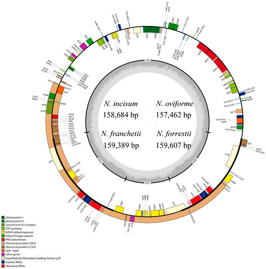 Genes Free Full Text Comparative Analysis Of The Complete Chloroplast Genome Of Four Endangered Herbals Of Notopterygium Html