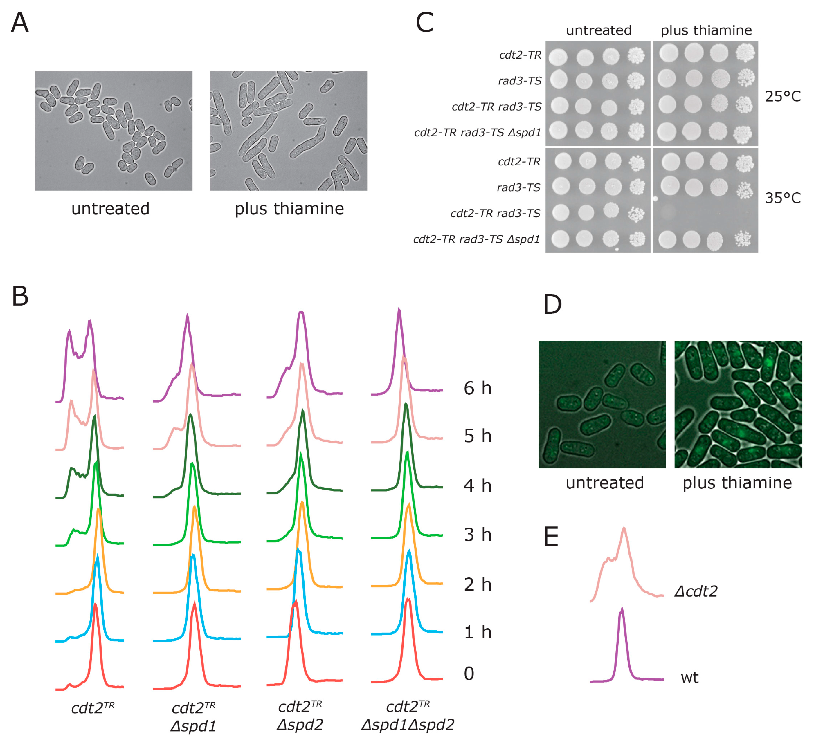 Genes 08 00128 g001