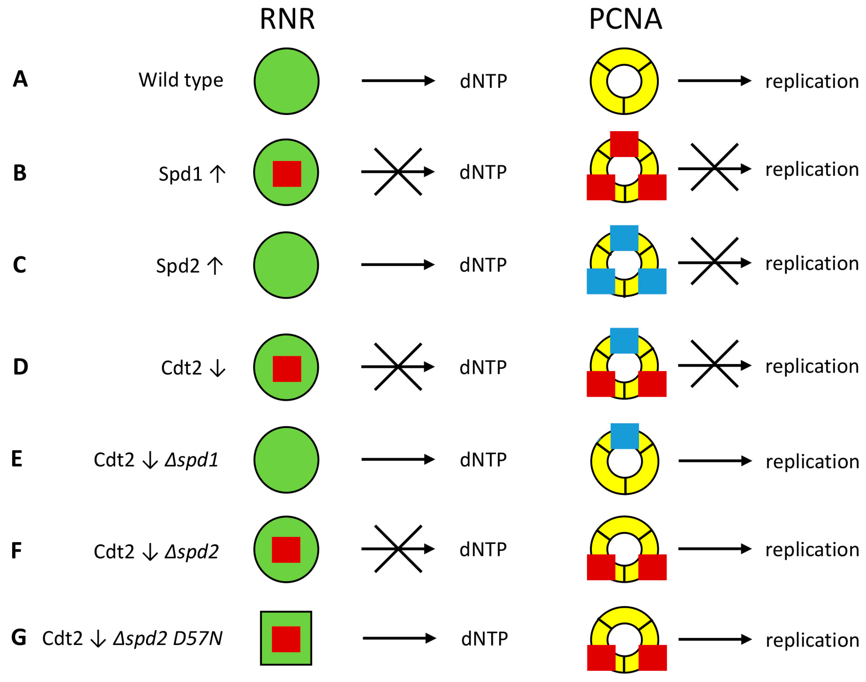 Genes 08 00128 g006