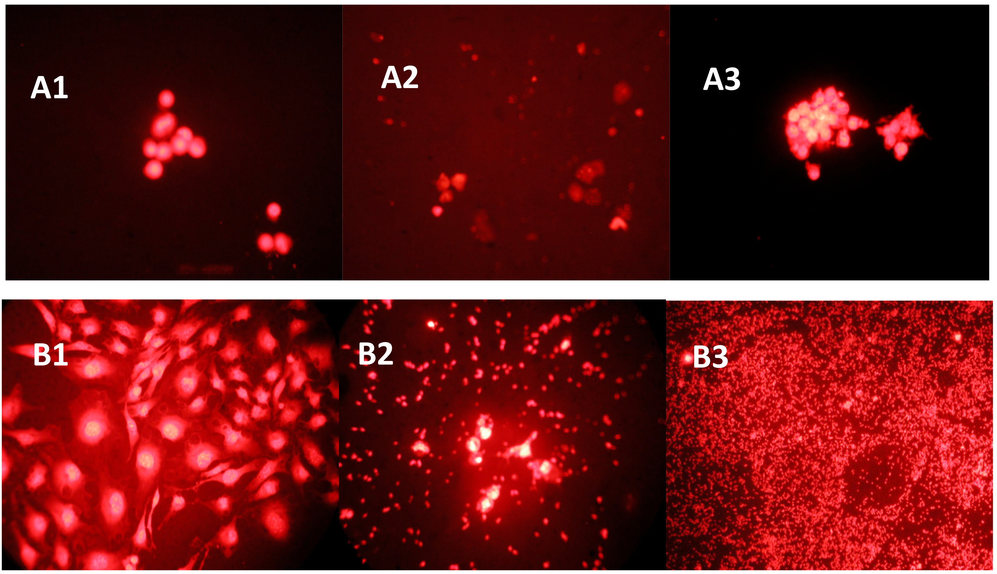 Genes 08 00129 g003 550