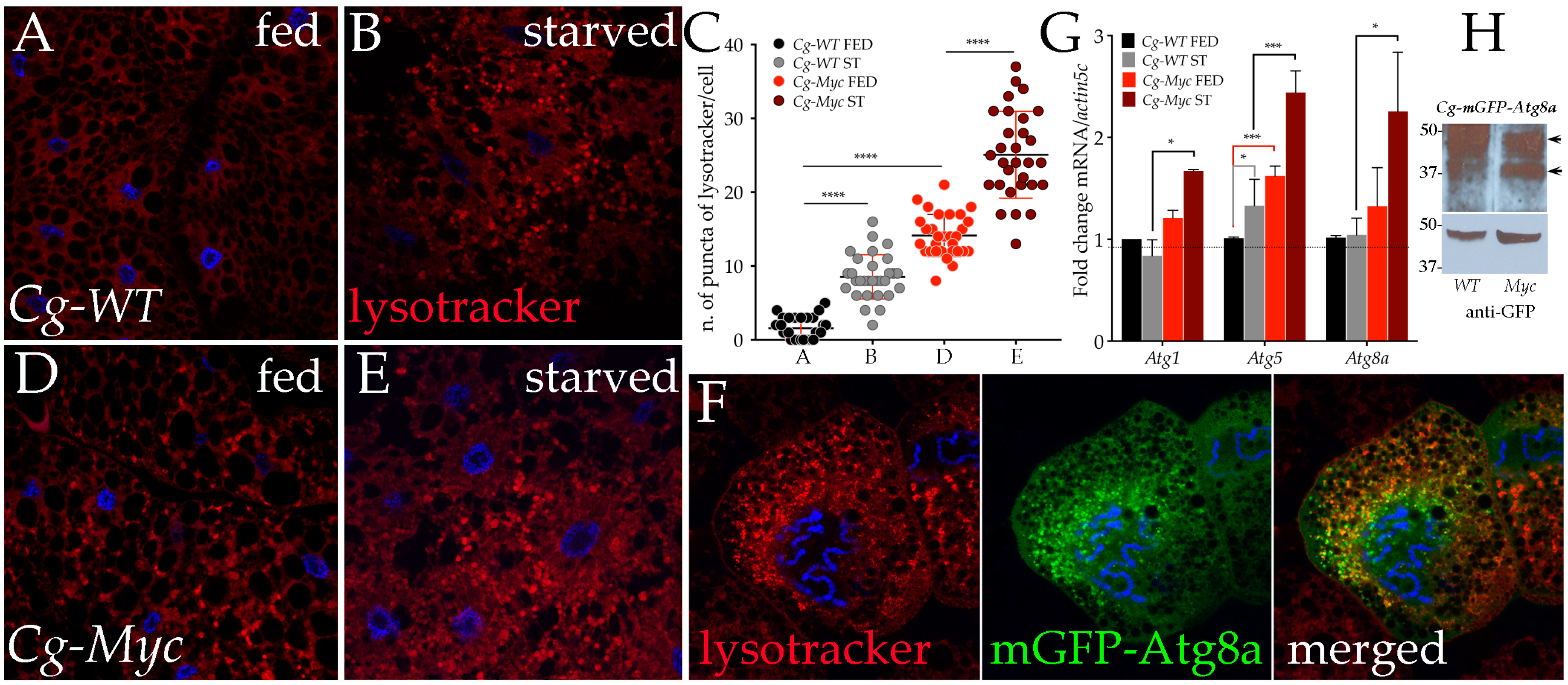 Genes 08 00131 g002 550