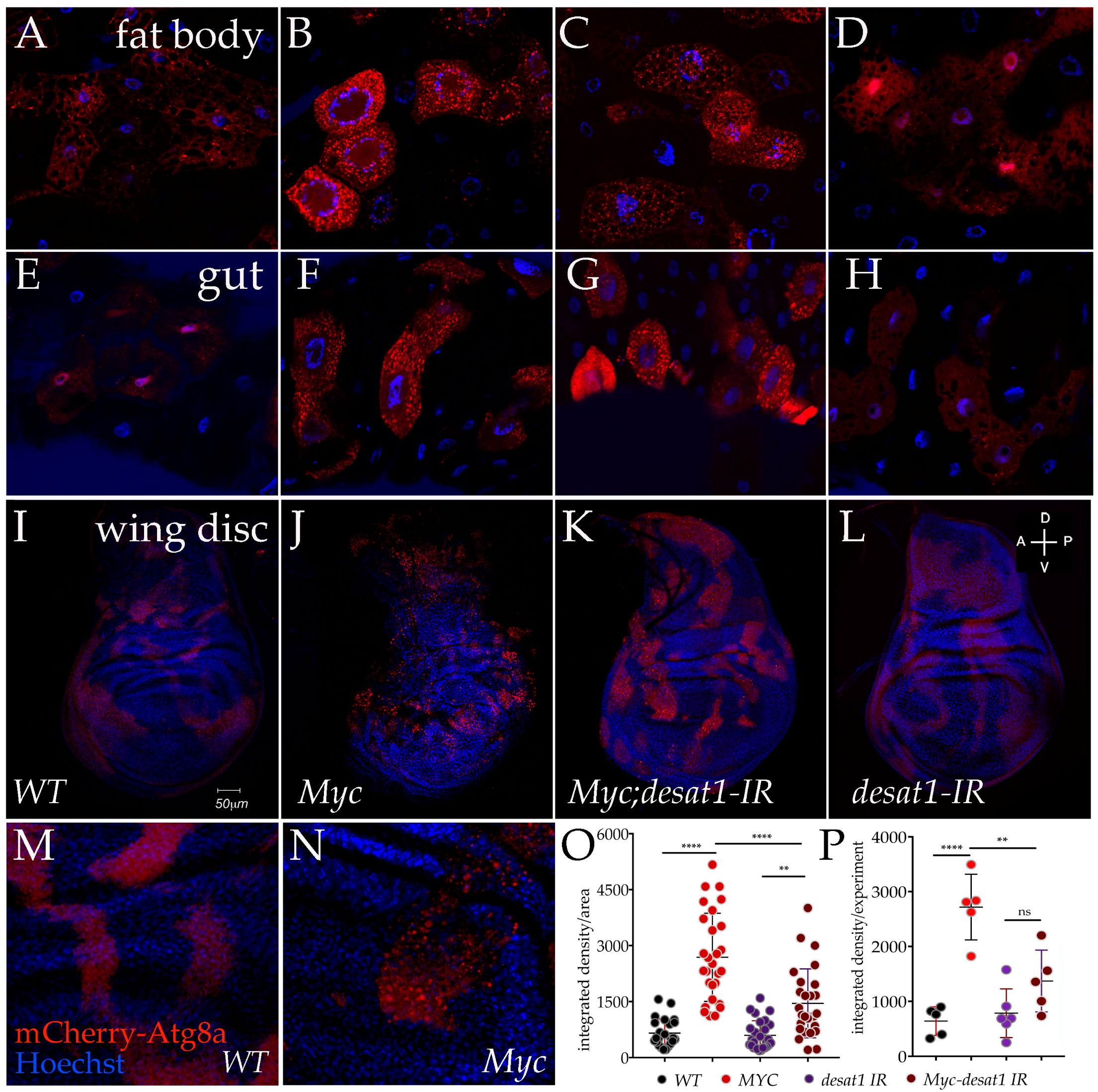 Genes 08 00131 g003 550