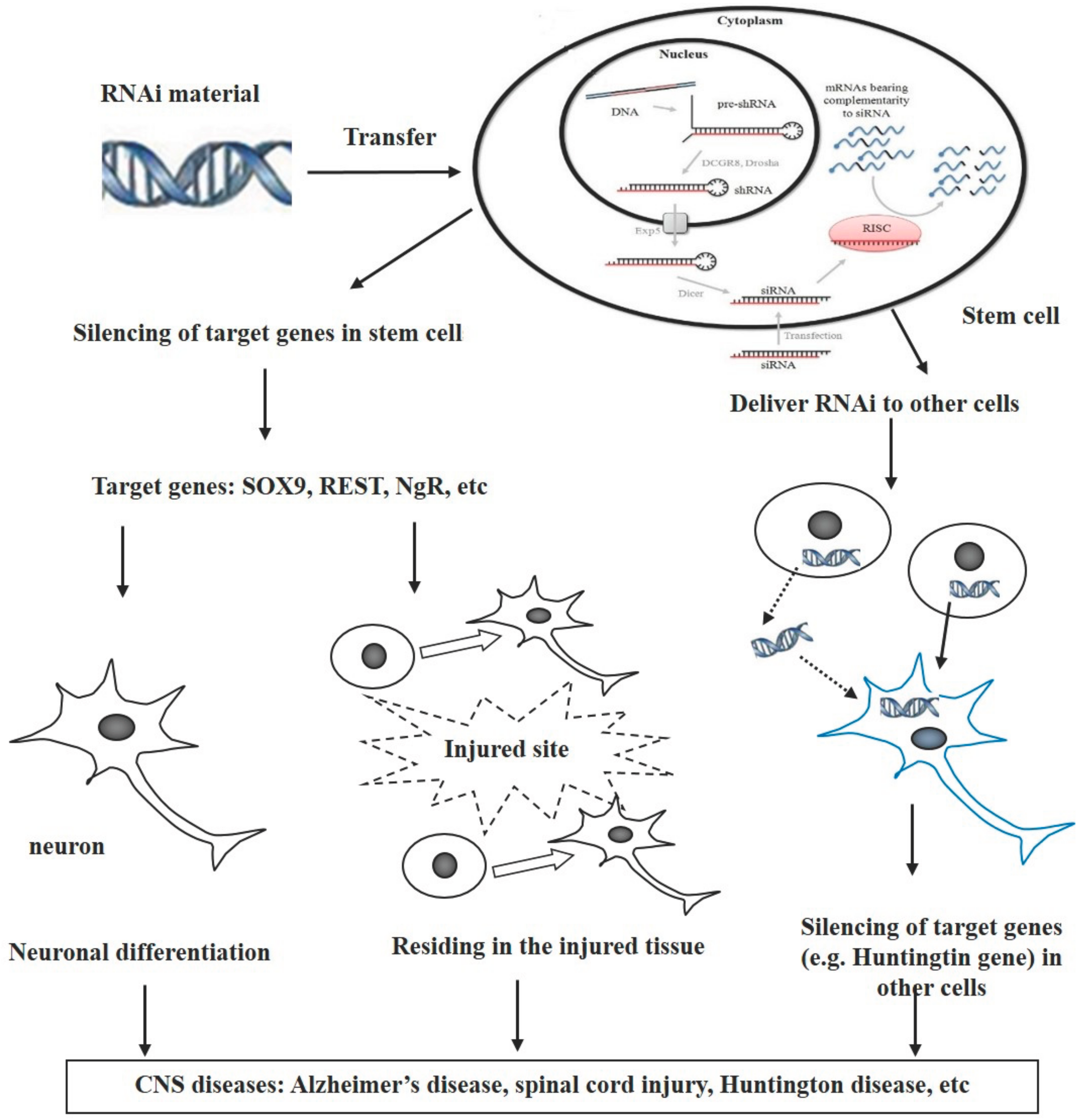 Genes 08 00135 g001