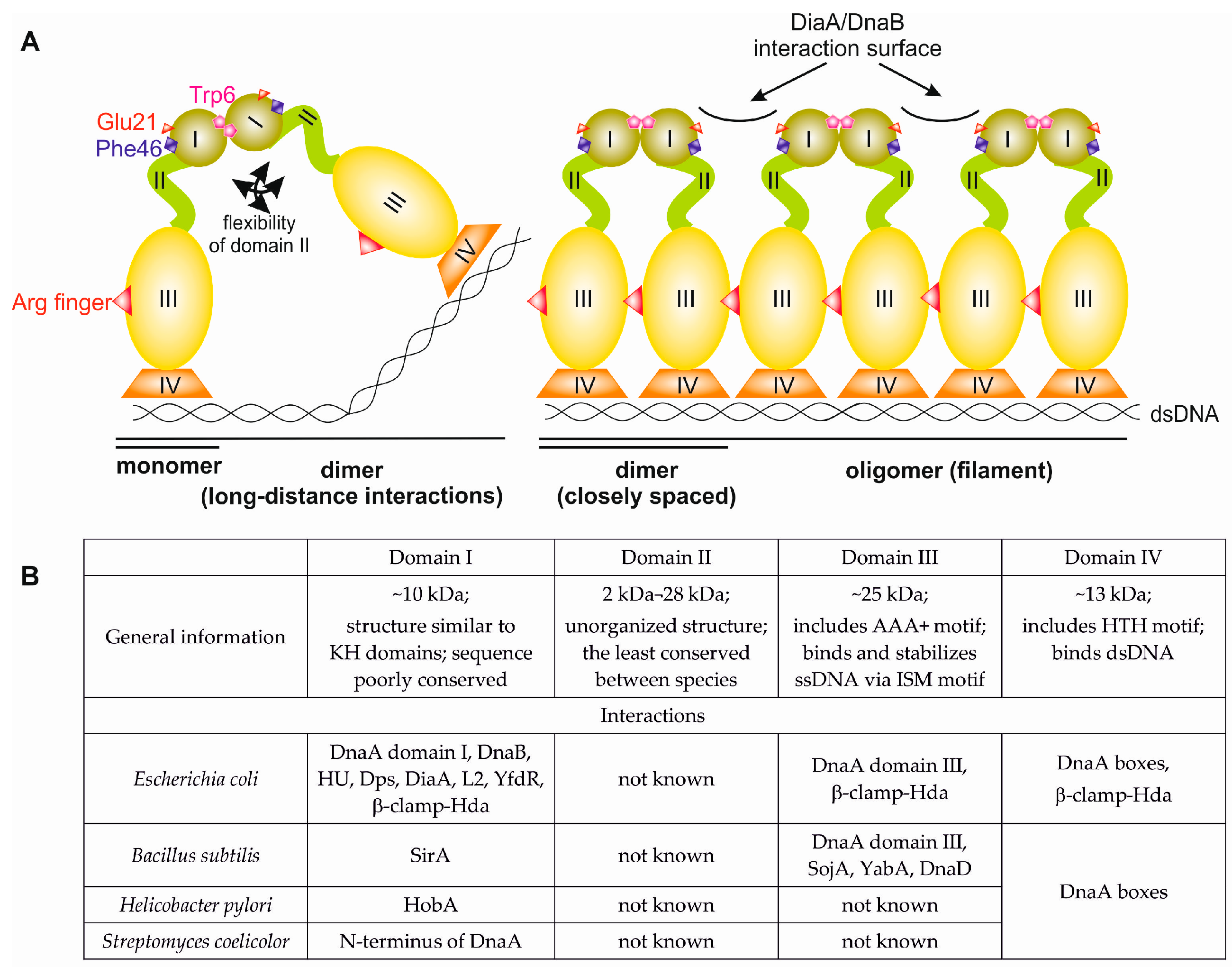 Genes Free FullText The Role of the NTerminal Domains of