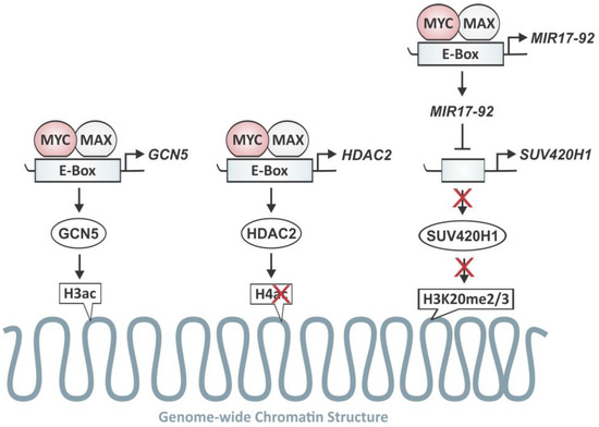 MYC—Master Regulator of the Cancer Epigenome and Transcriptome