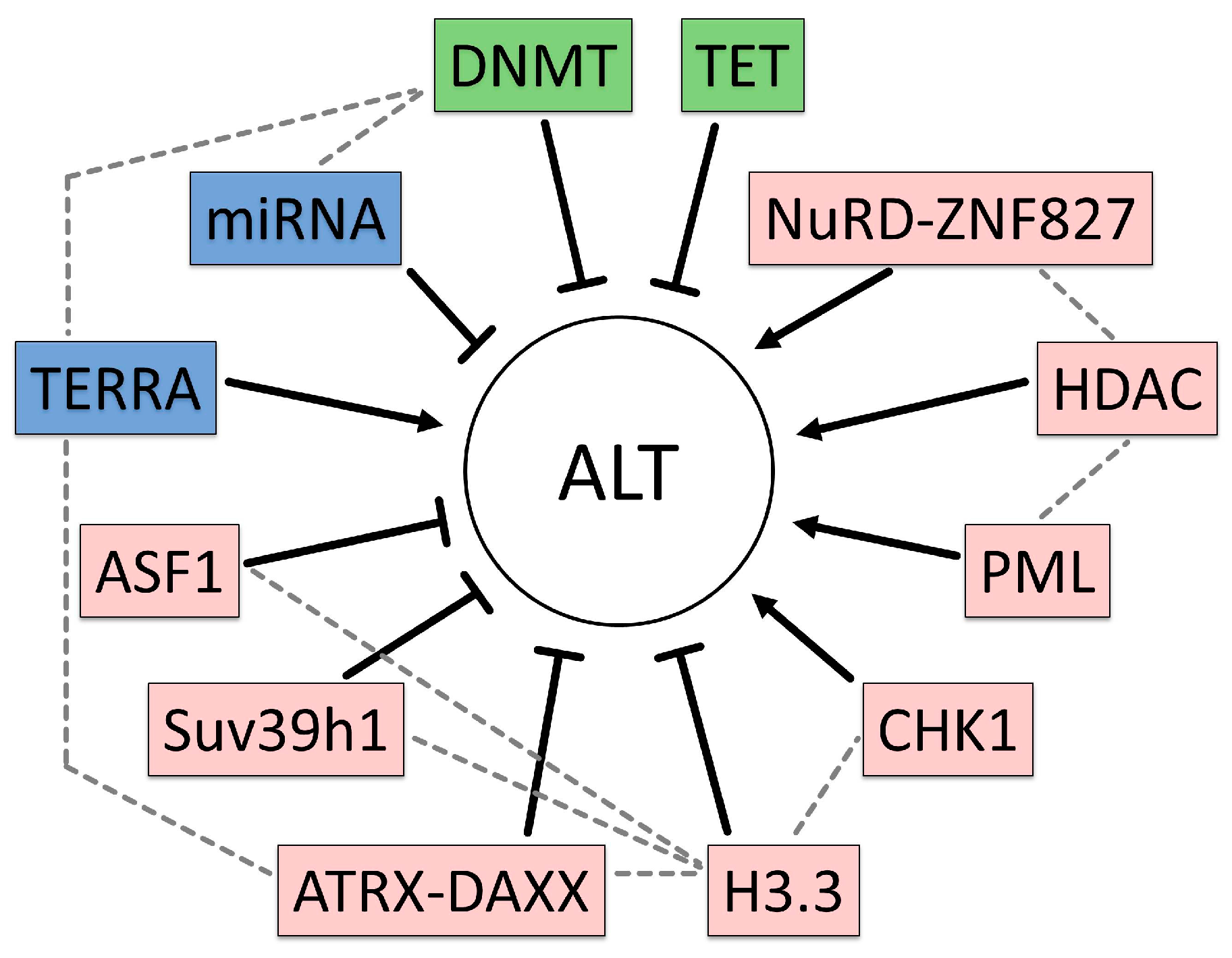 Genes Free Full Text Epigenetic Regulation Of Telomere Maintenance For Therapeutic Interventions In Gliomas Html