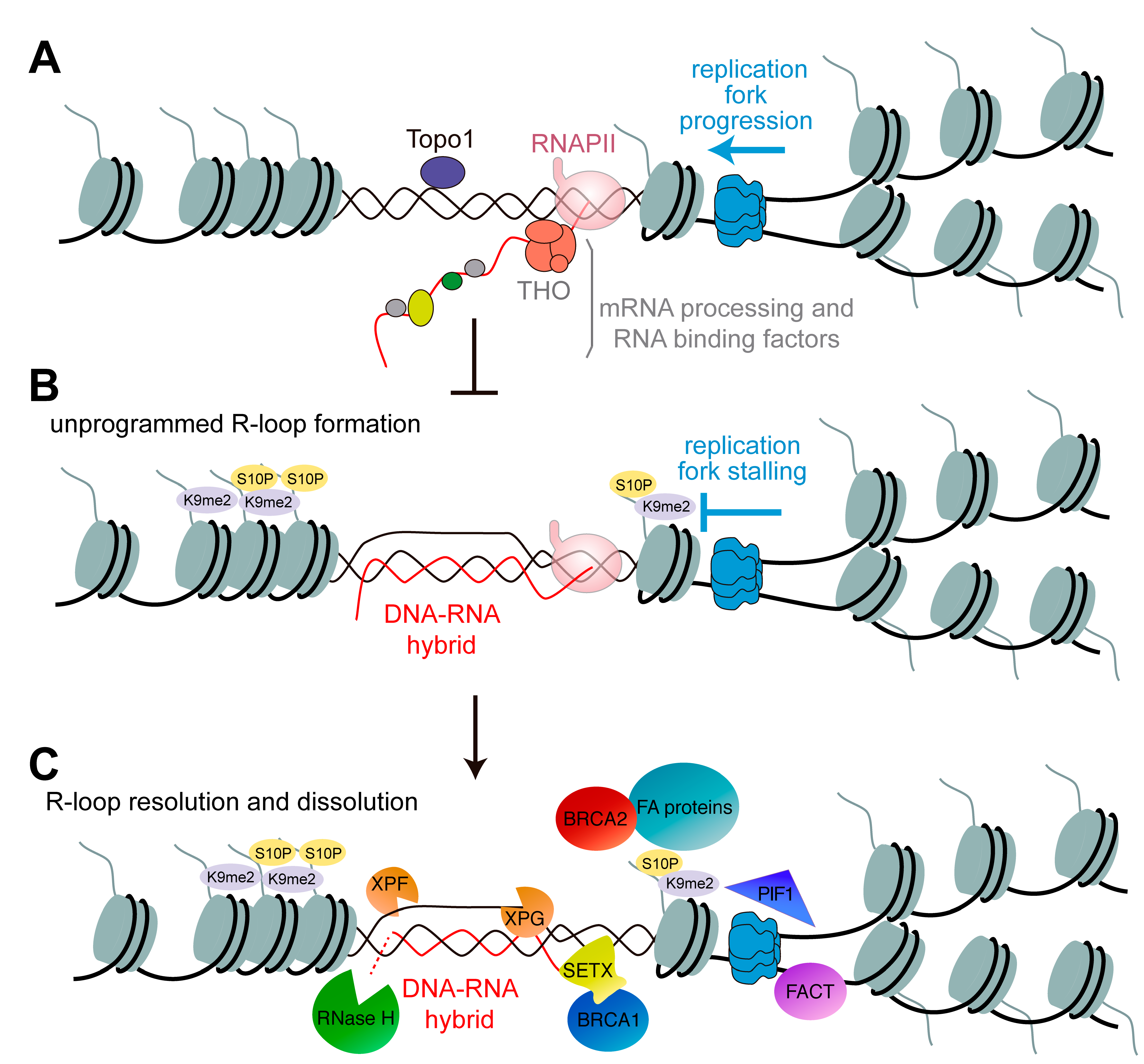 Genes 08 00171 g001 550