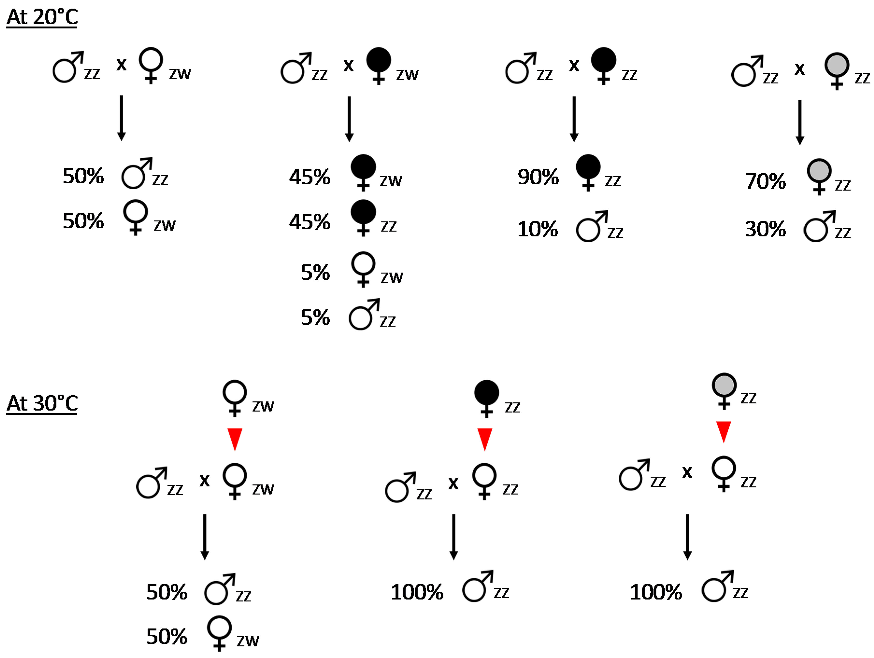 Genes 08 00186 g002 Genes 08 00186 g002