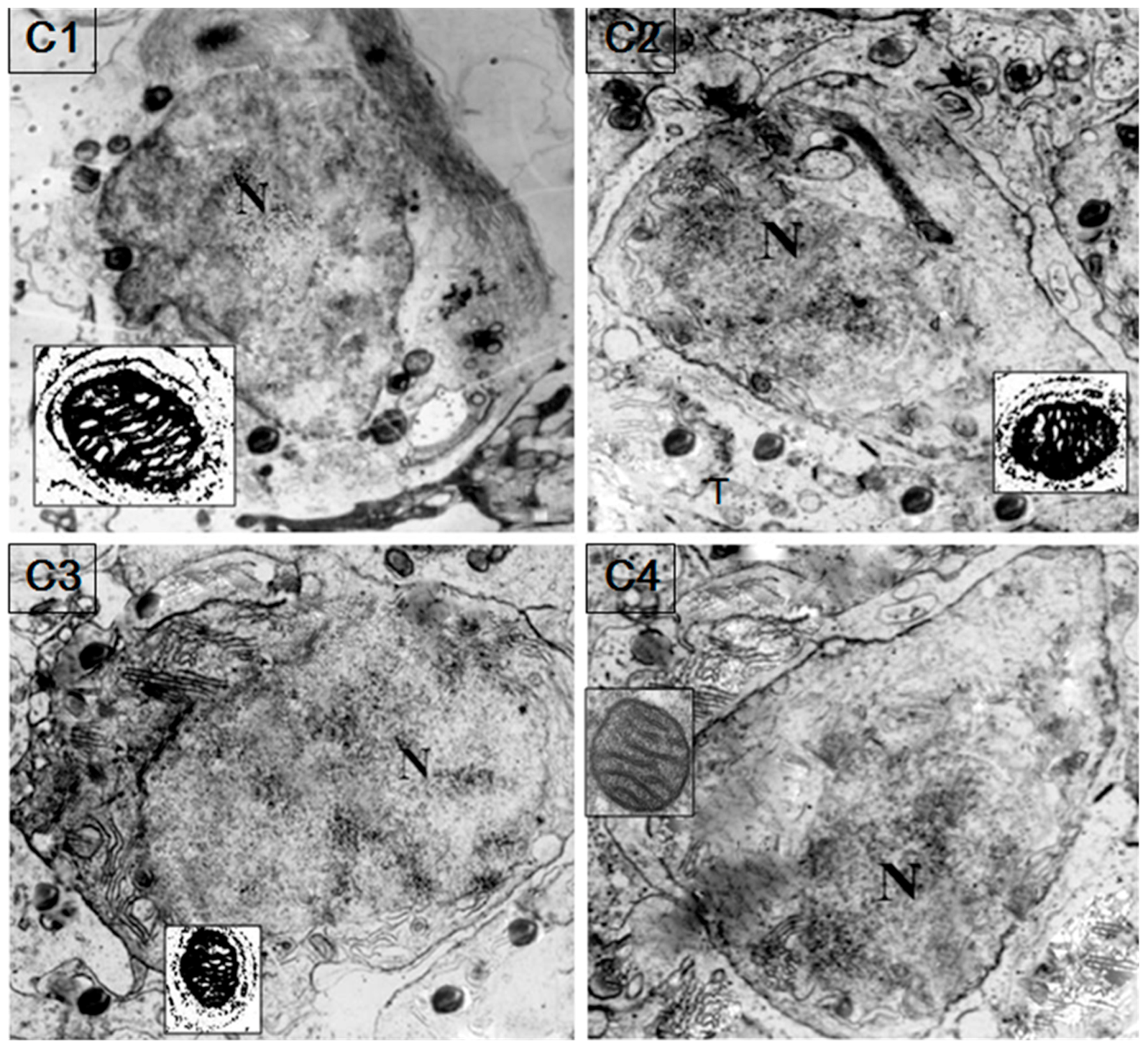 Genes 08 00189 g006 550