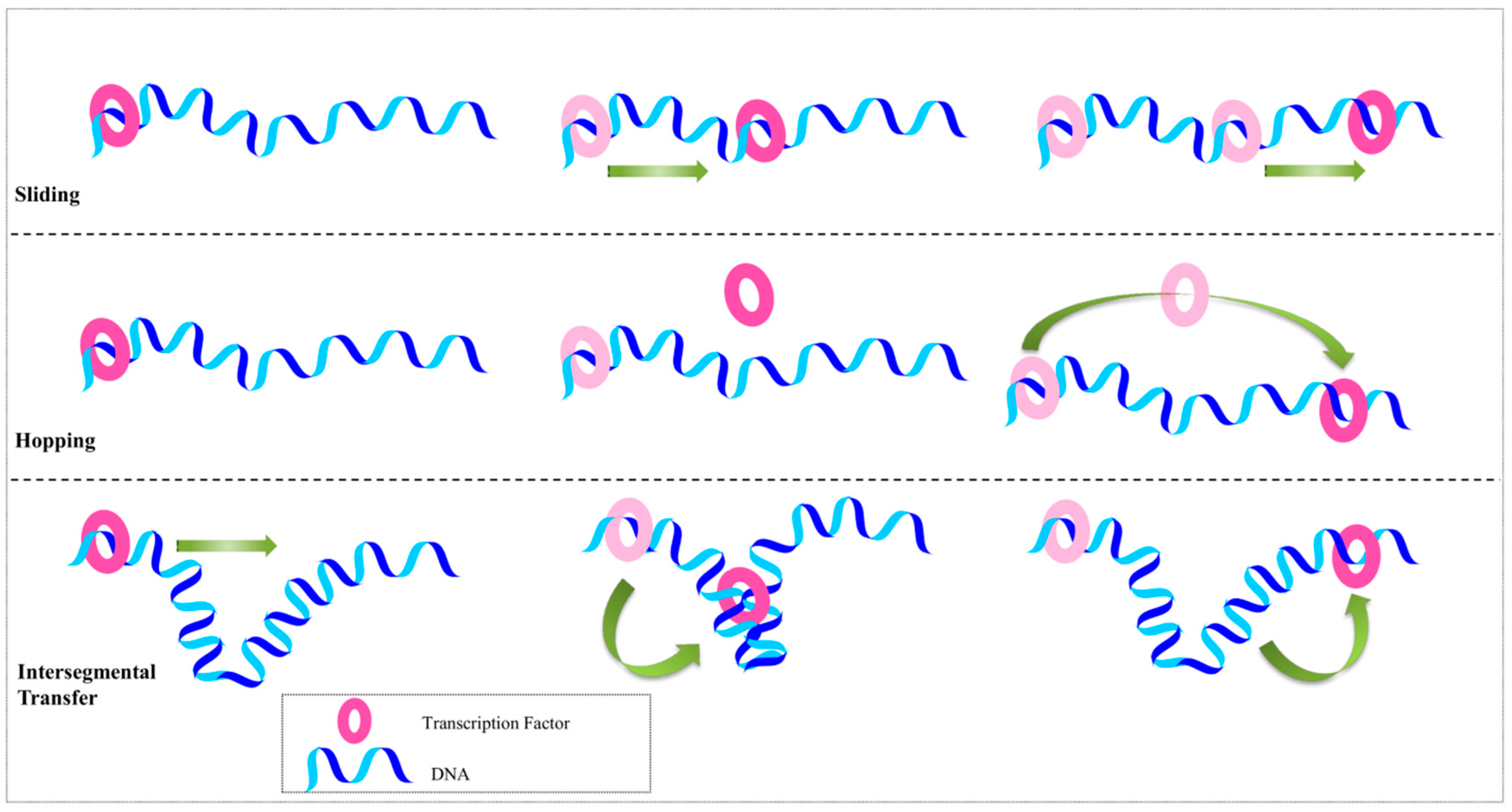 https://www.mdpi.com/genes/genes-08-00192/article_deploy/html/images/genes-08-00192-g001.png