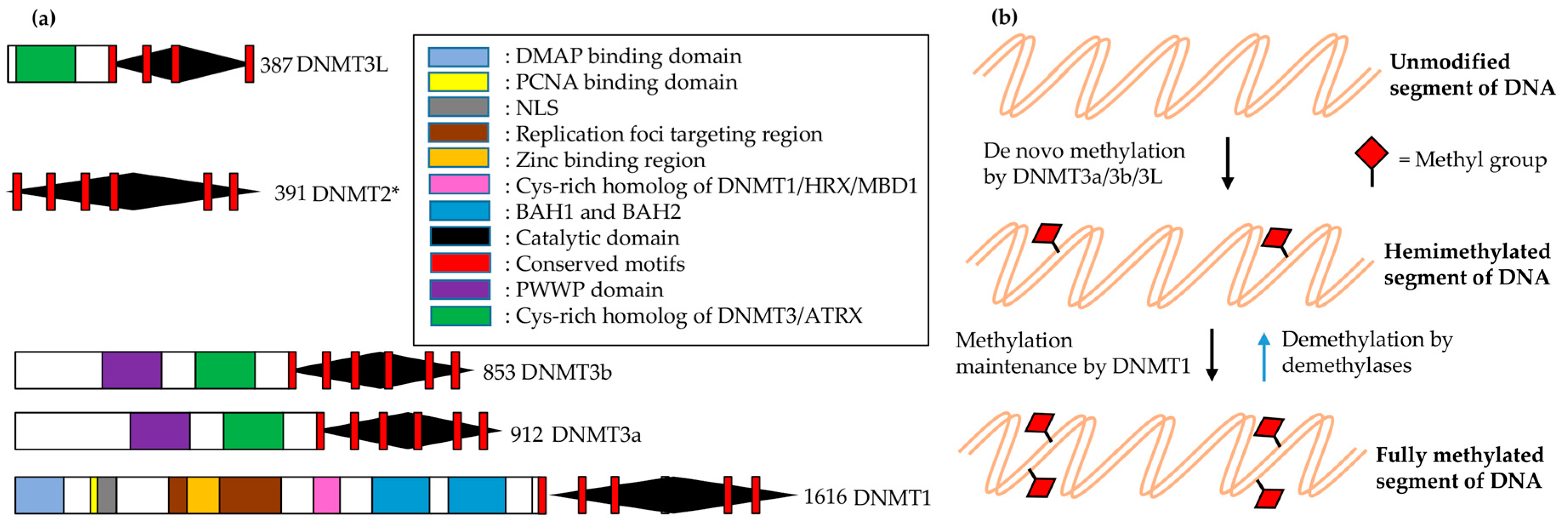 Genes 08 00196 g005