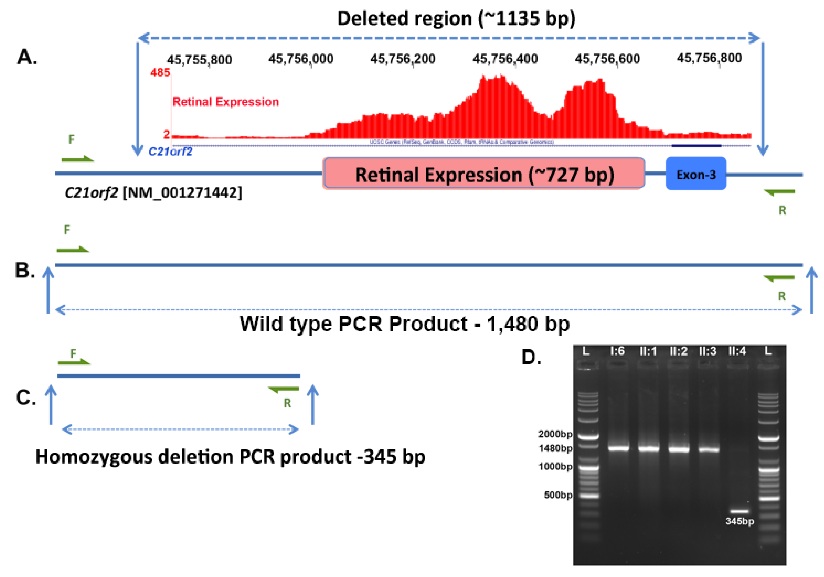 Genes 08 00210 g005 Genes 08 00210 g005