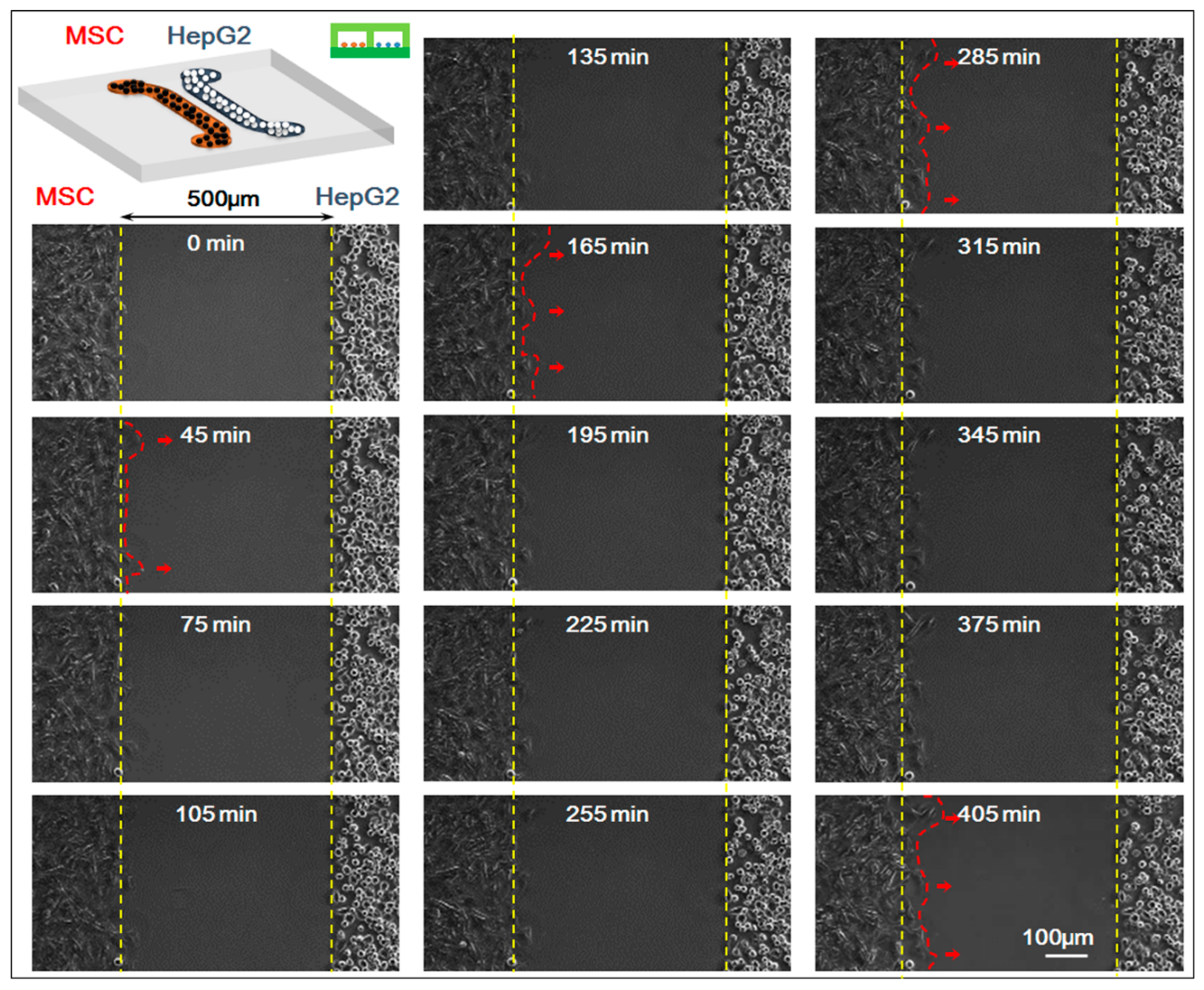 Genes 08 00218 g003 Genes 08 00218 g003