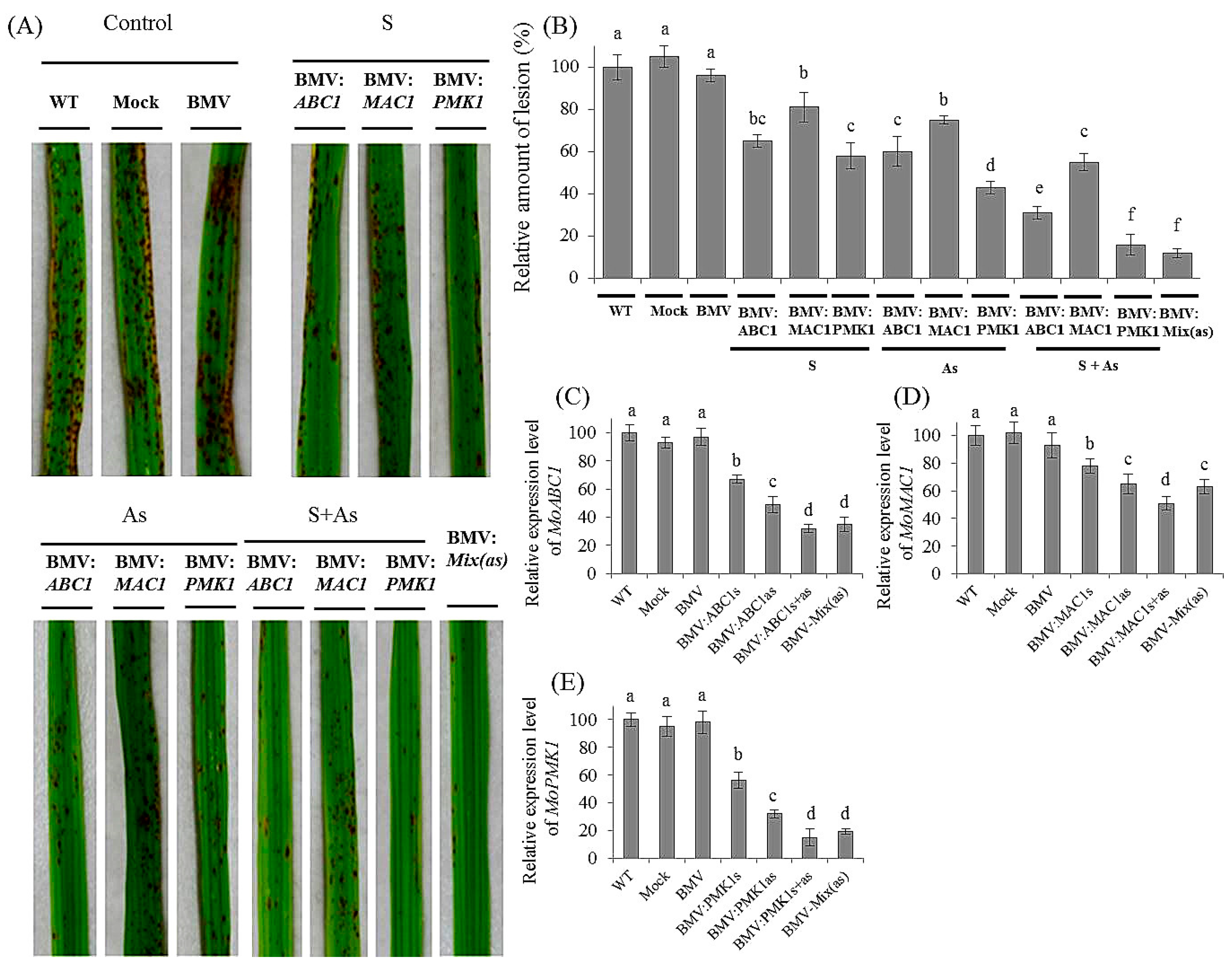Genes Free Full Text Host Induced Gene Silencing Of Rice Blast Fungus Magnaporthe Oryzae Pathogenicity Genes Mediated By The Brome Mosaic Virus Html Genes Free Full Text Host Induced Gene Silencing Of Rice Blast Fungus Magnaporthe Oryzae Pathogenicity Genes Mediated By The Brome Mosaic Virus Html