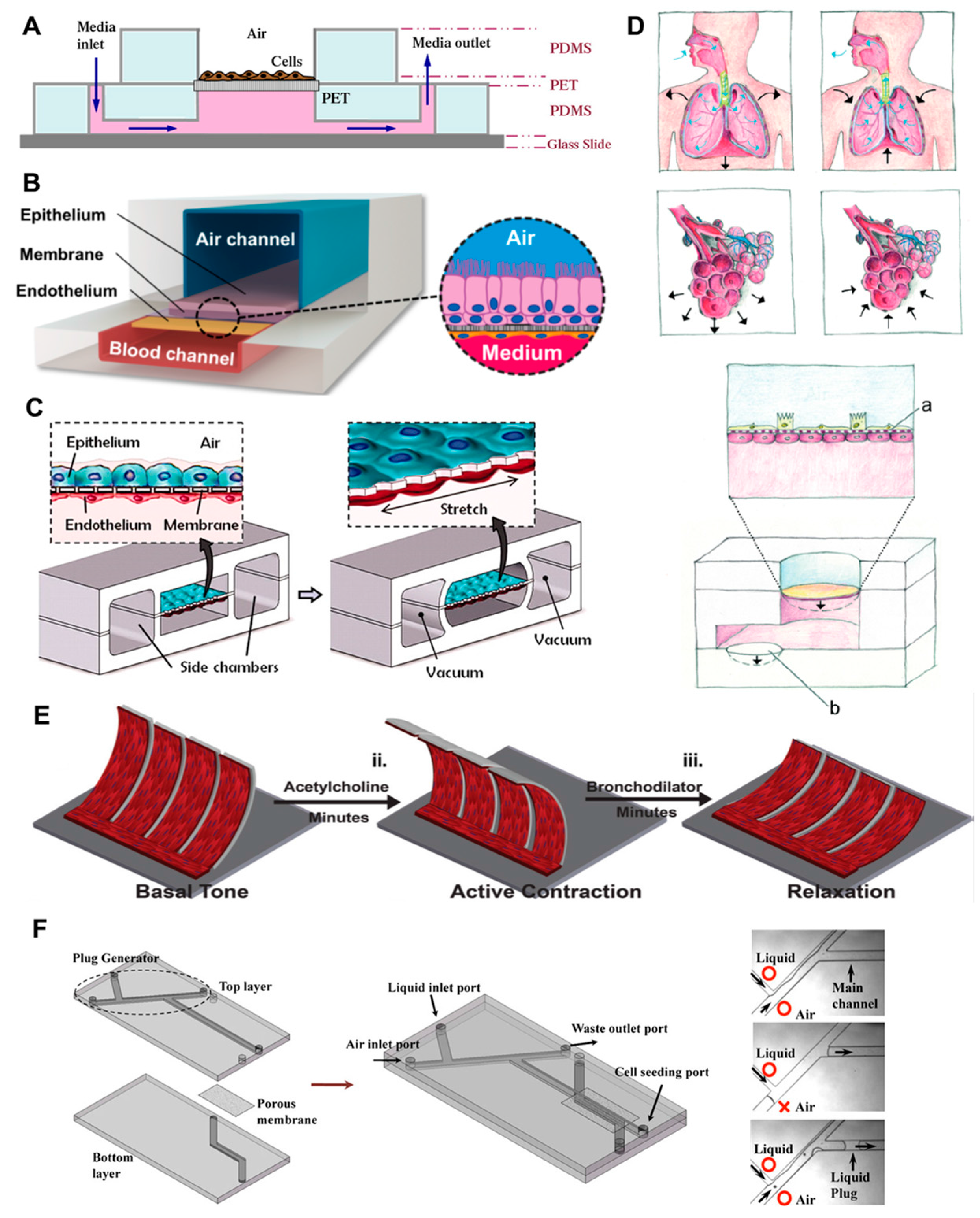 Genes 08 00244 g002