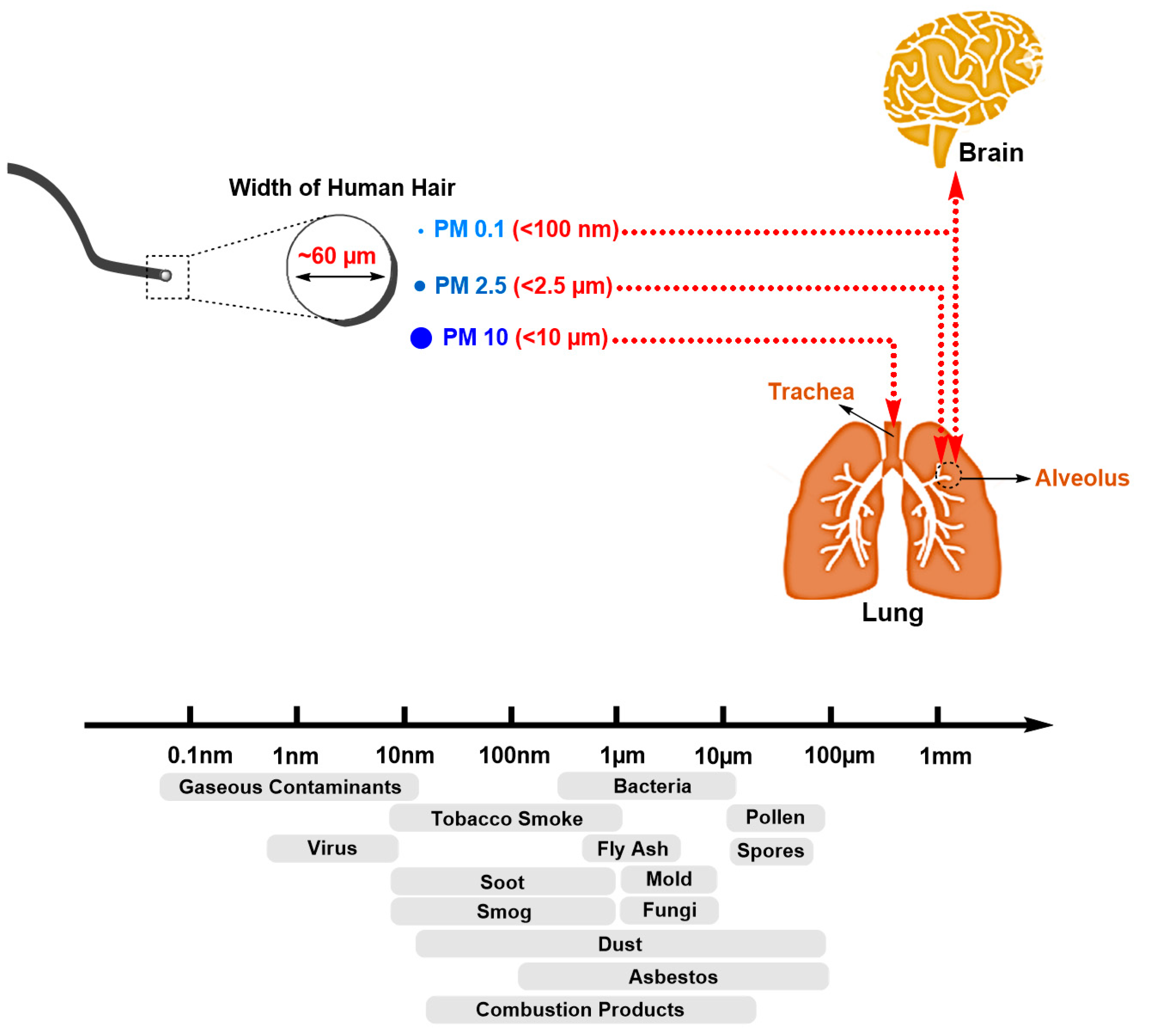 Genes 08 00244 g003