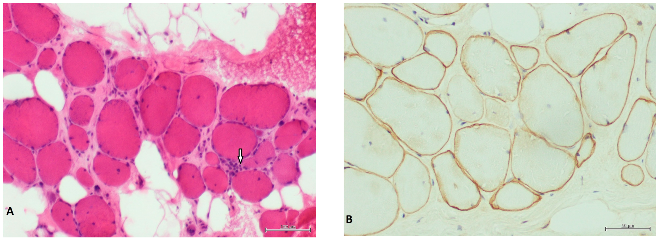 Genes 08 00253 g001