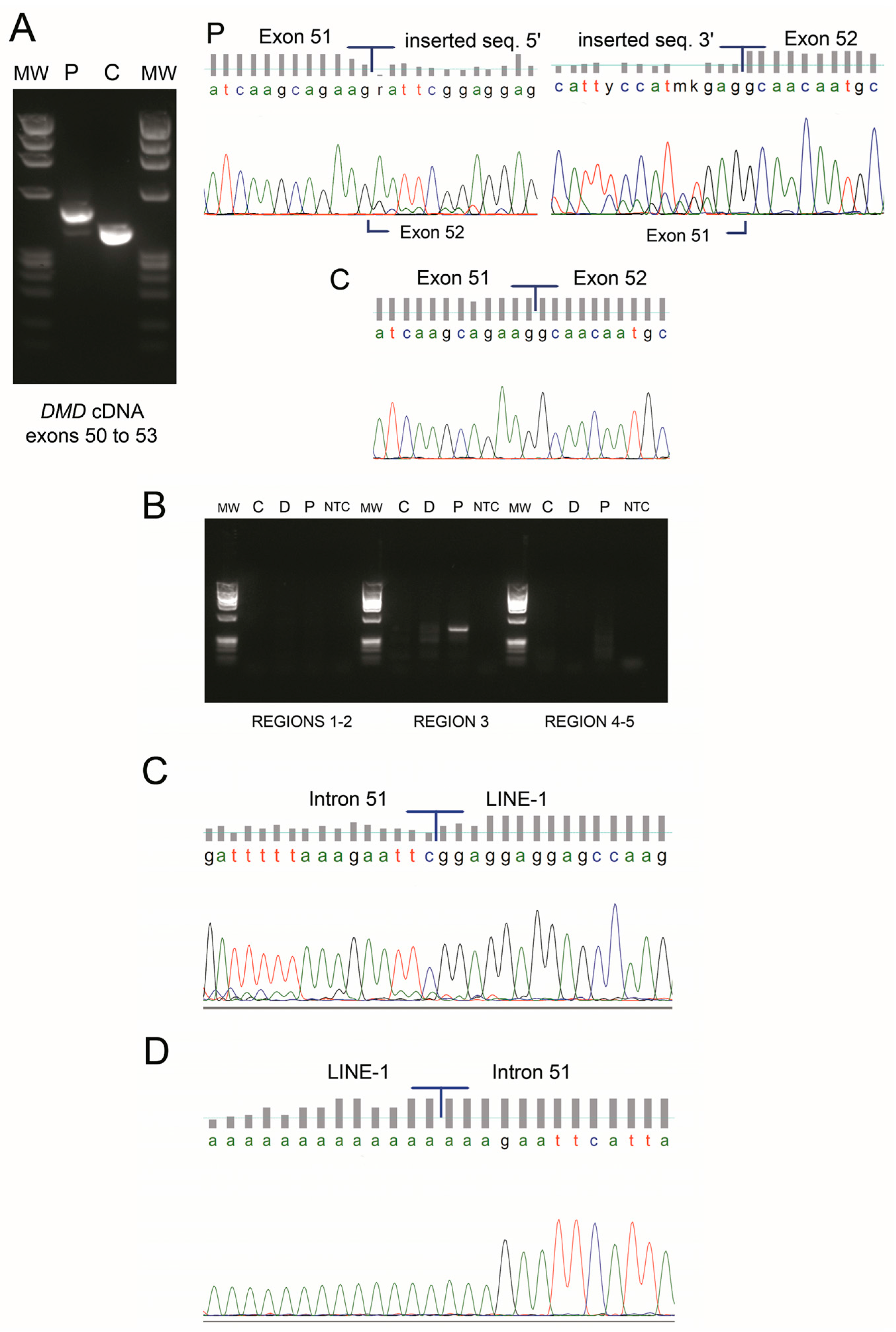 Genes 08 00253 g002