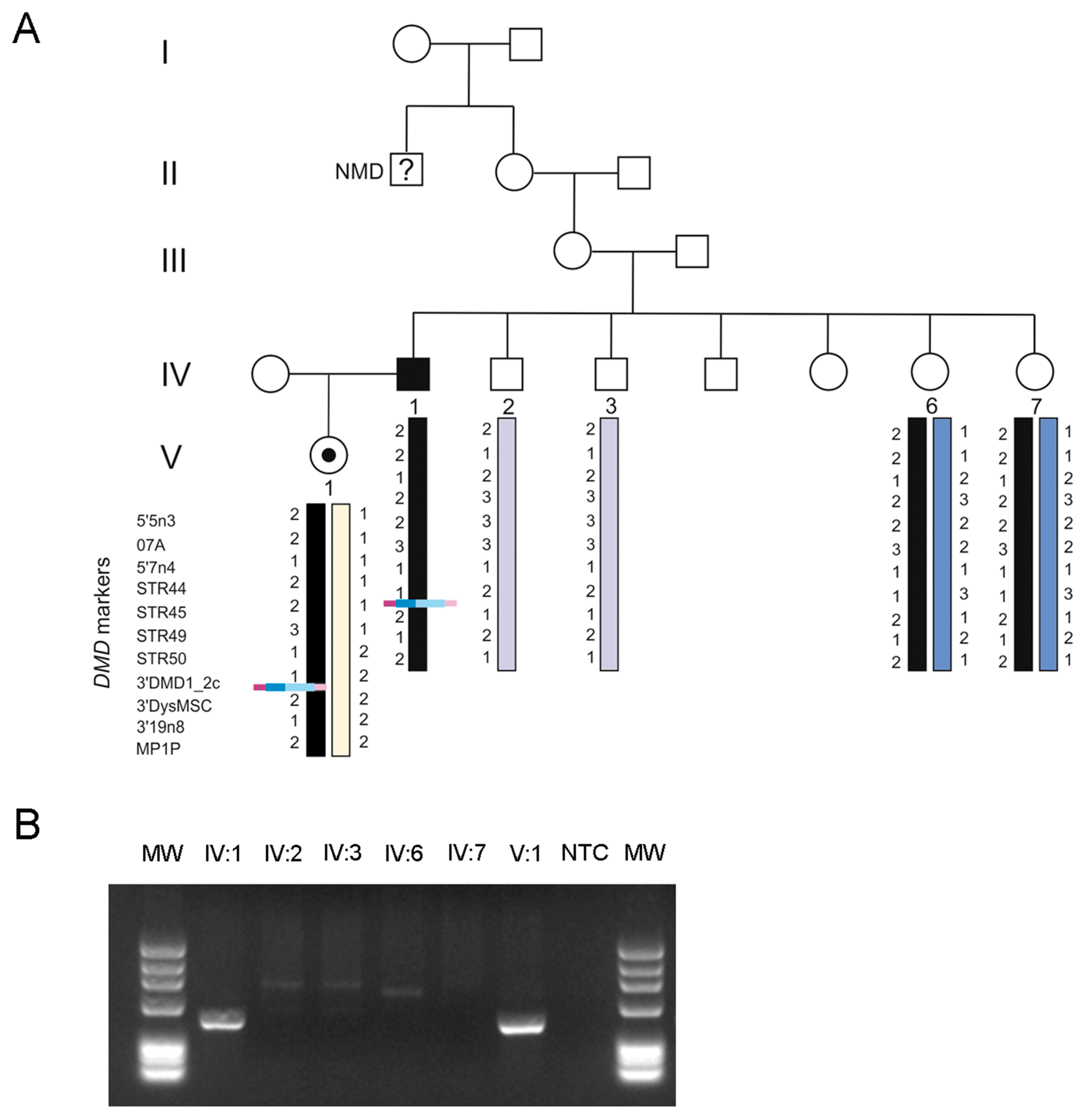 Genes 08 00253 g003