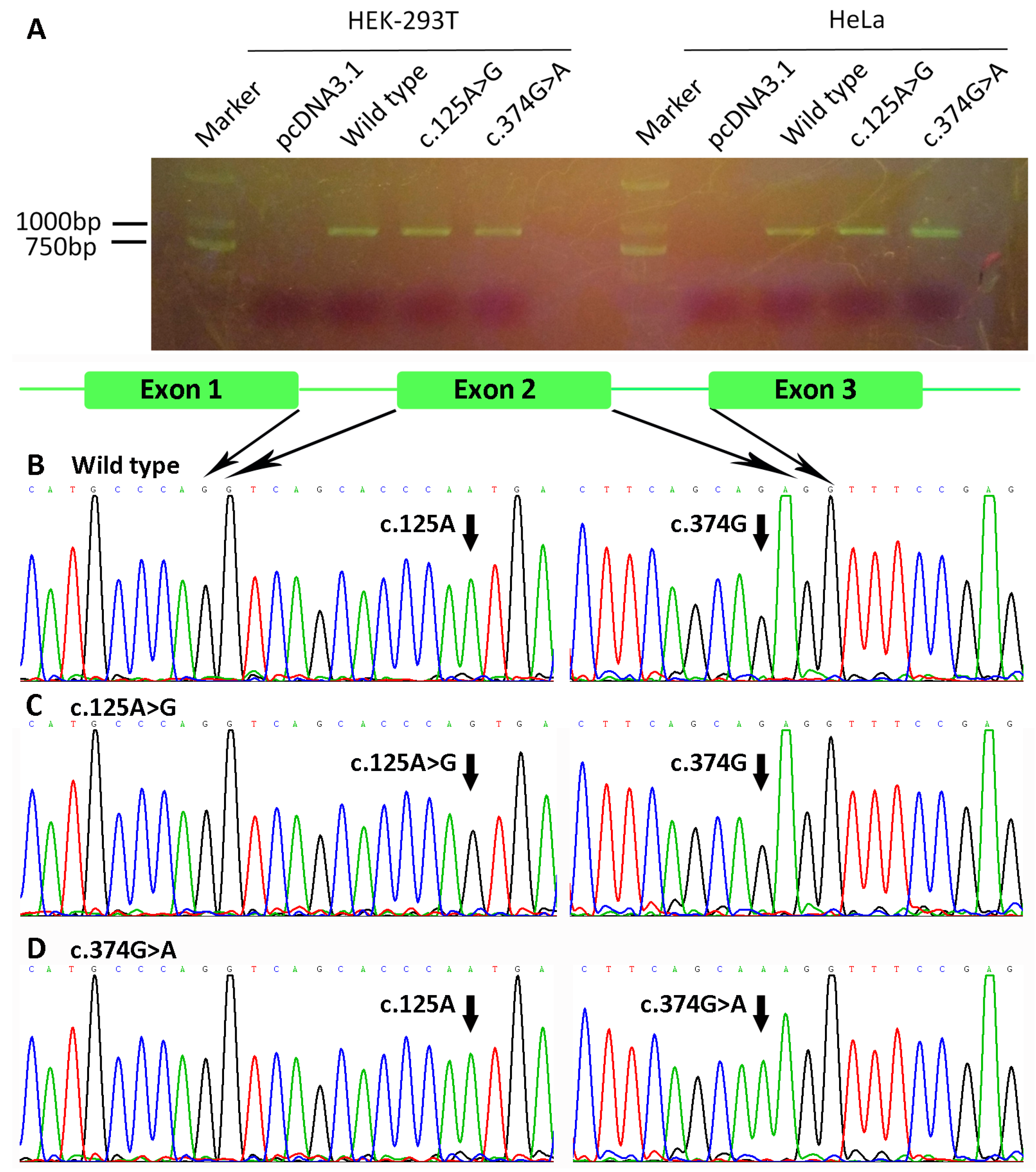 Genes 08 00259 g008 Genes 08 00259 g008