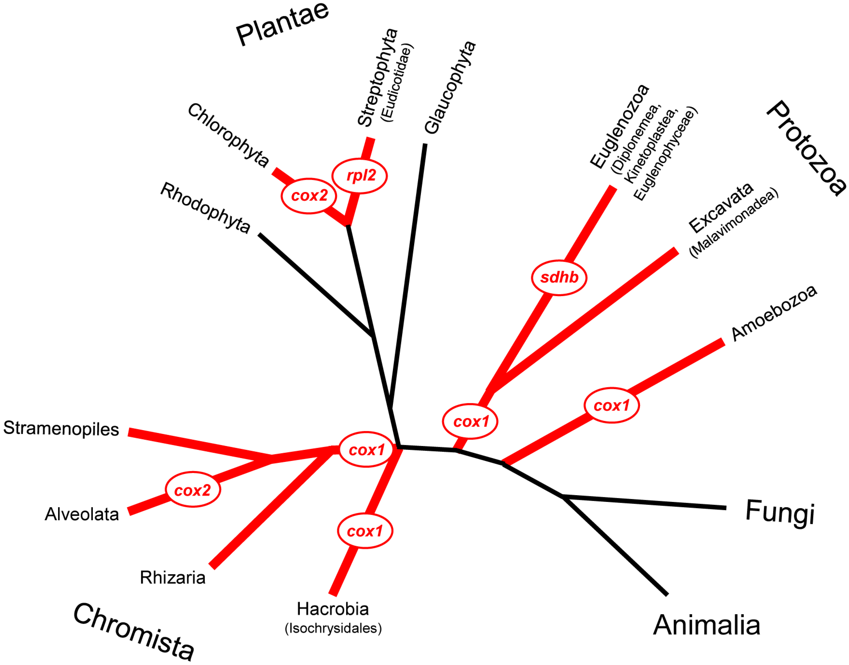 Genes 08 00260 g001 Genes 08 00260 g001