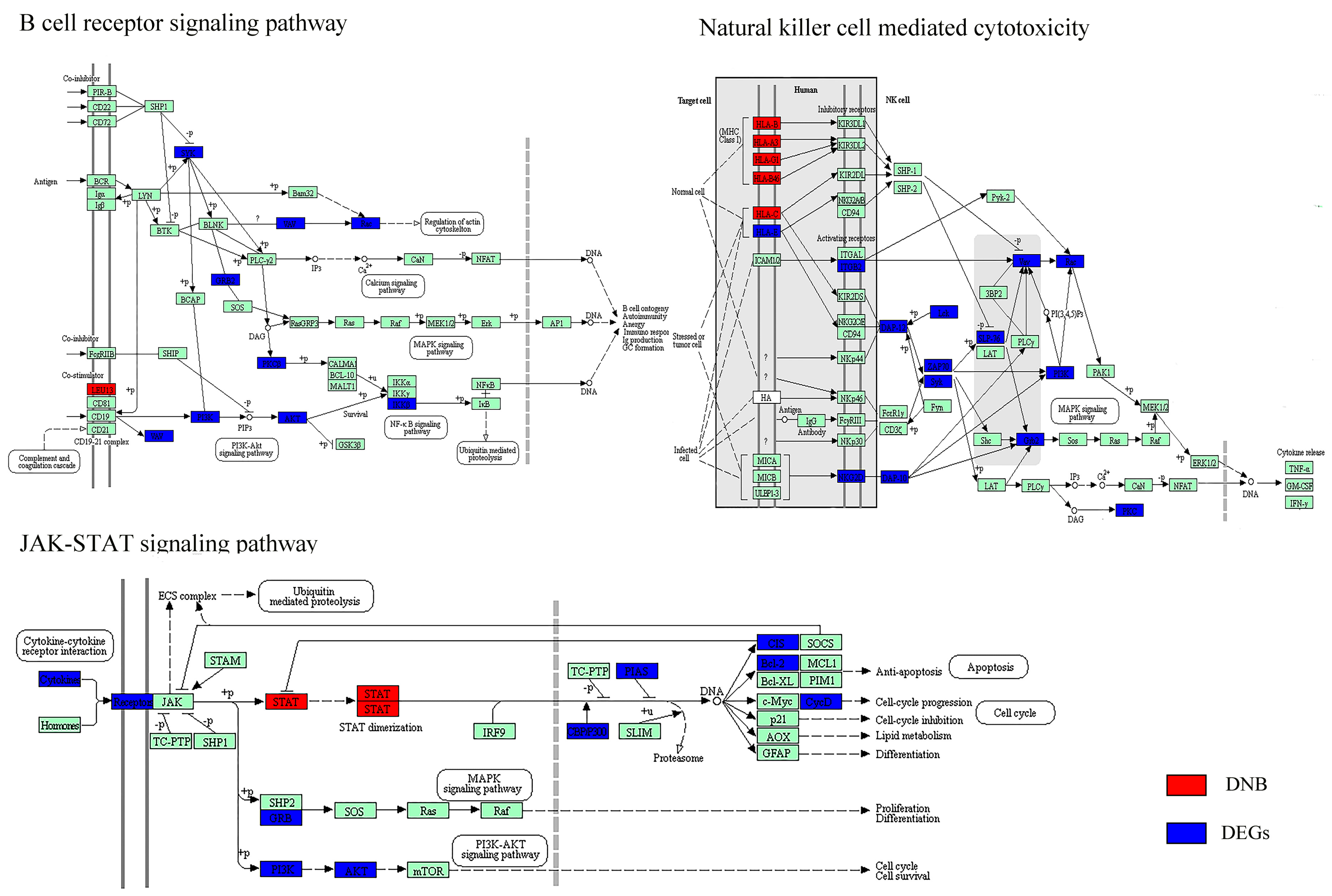 Genes 08 00268 g004b Genes 08 00268 g004b