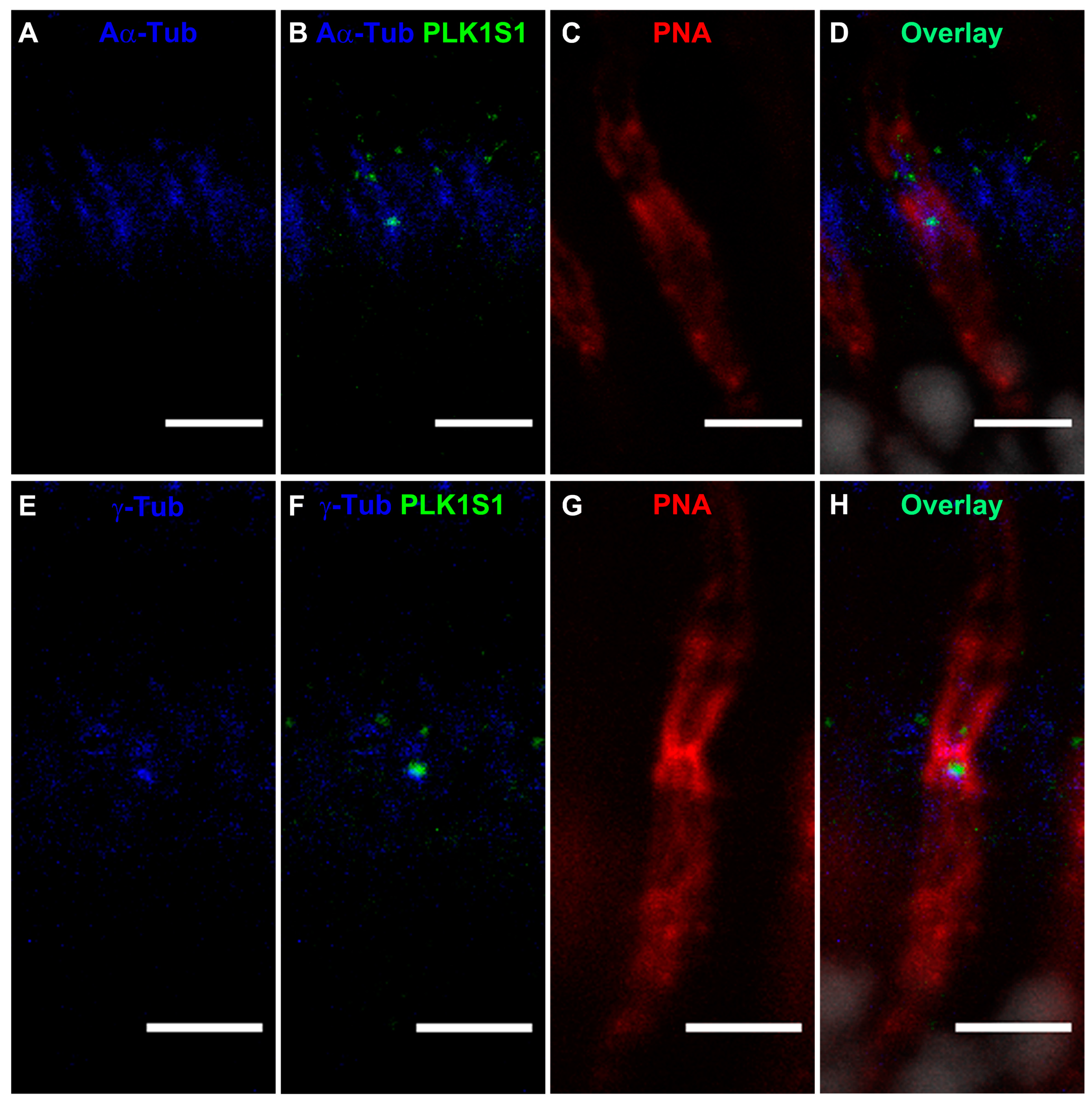 Genes 08 00277 g008 550