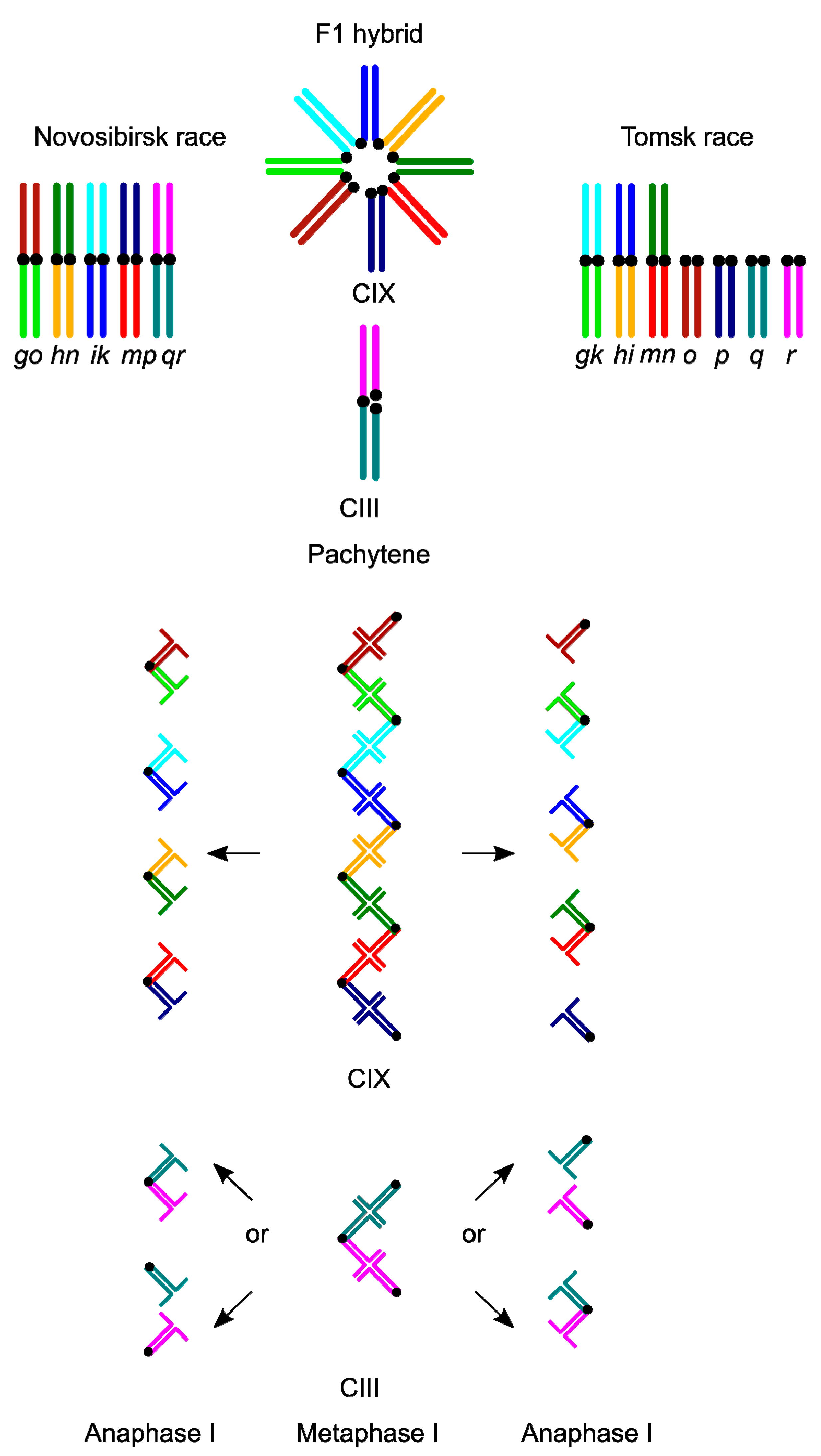 Genes 08 00282 g001 Genes 08 00282 g001