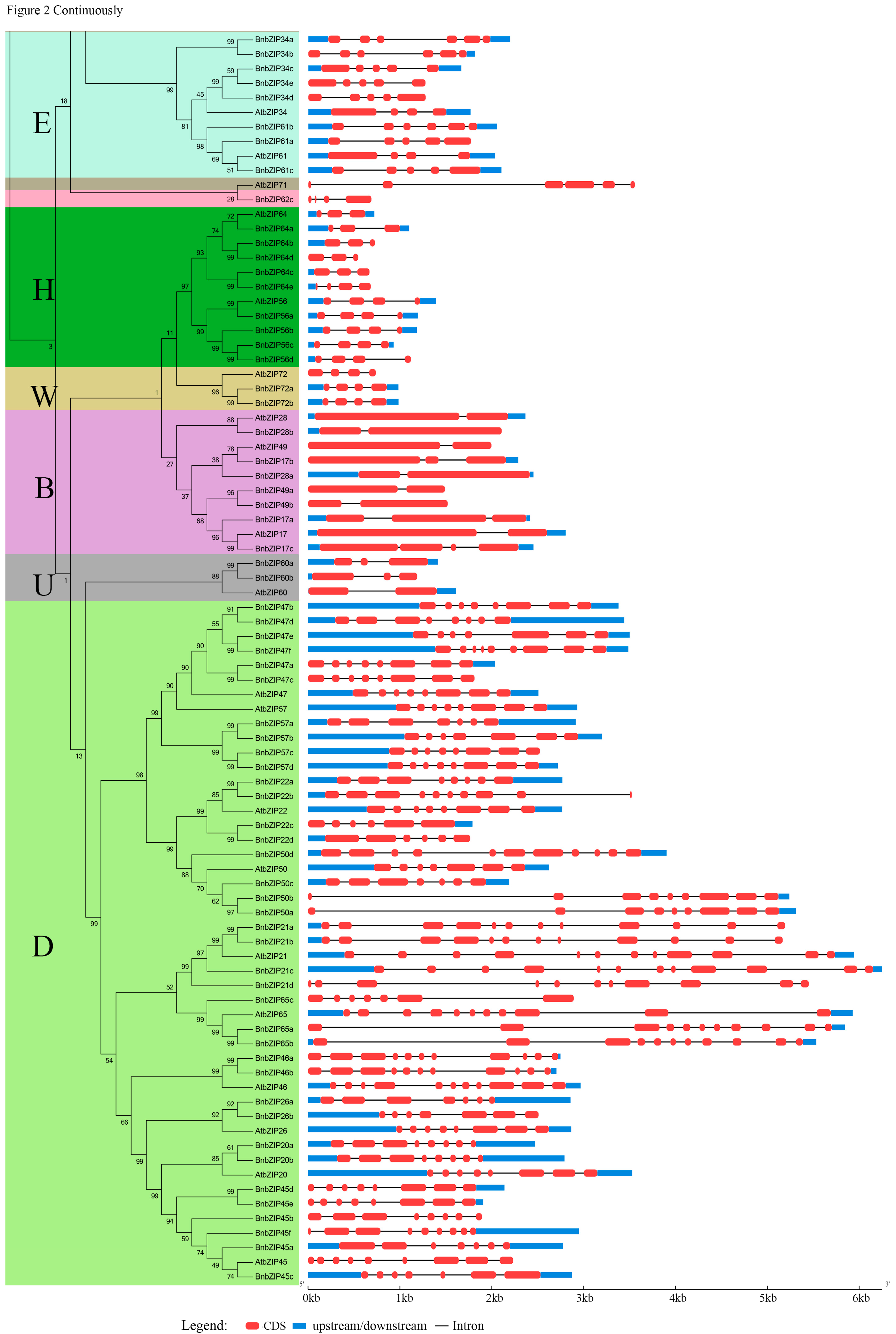 Genes Free Full Text Genome Wide Identification And - 