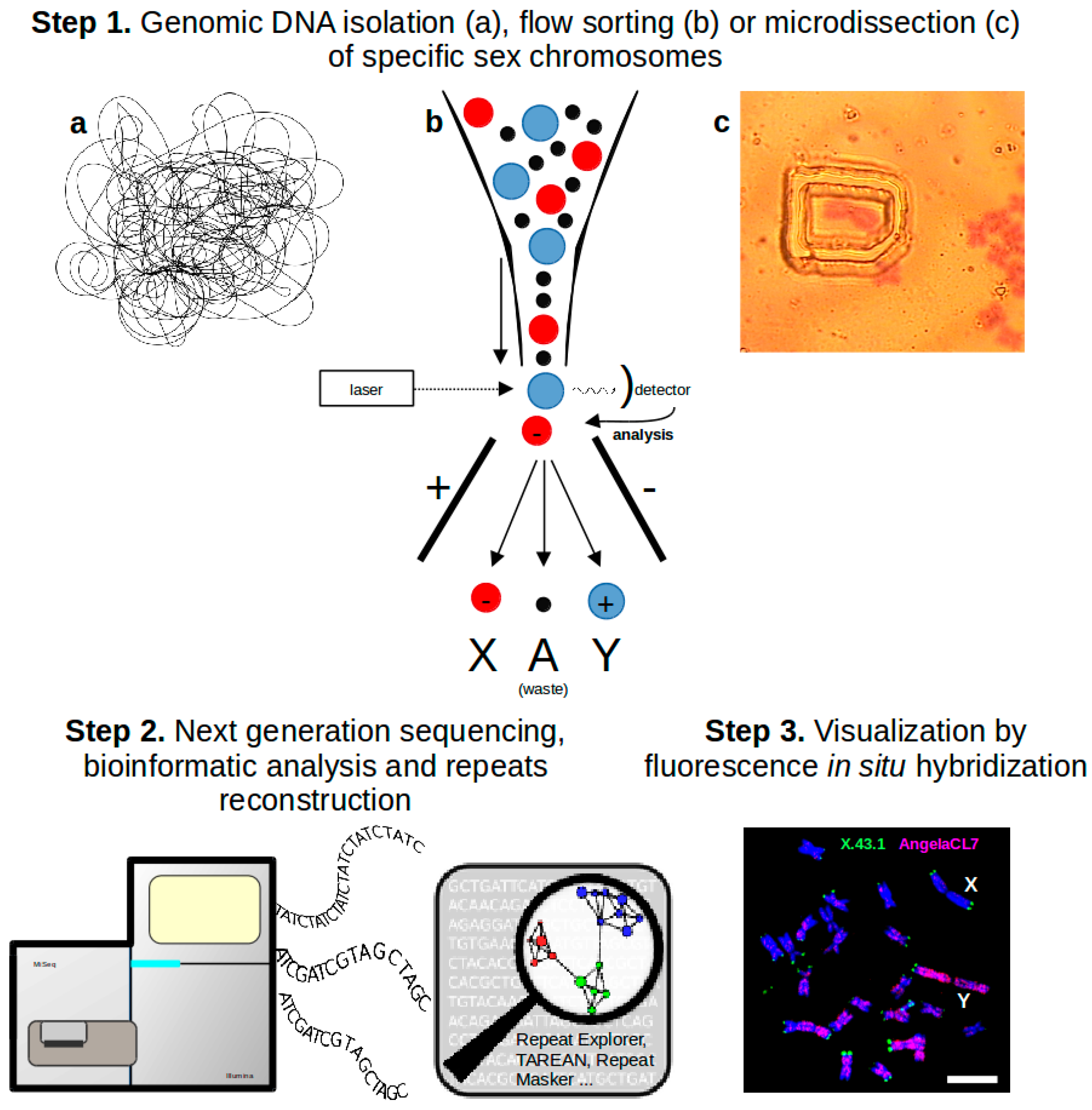 Genes 08 00302 g001 Genes 08 00302 g001
