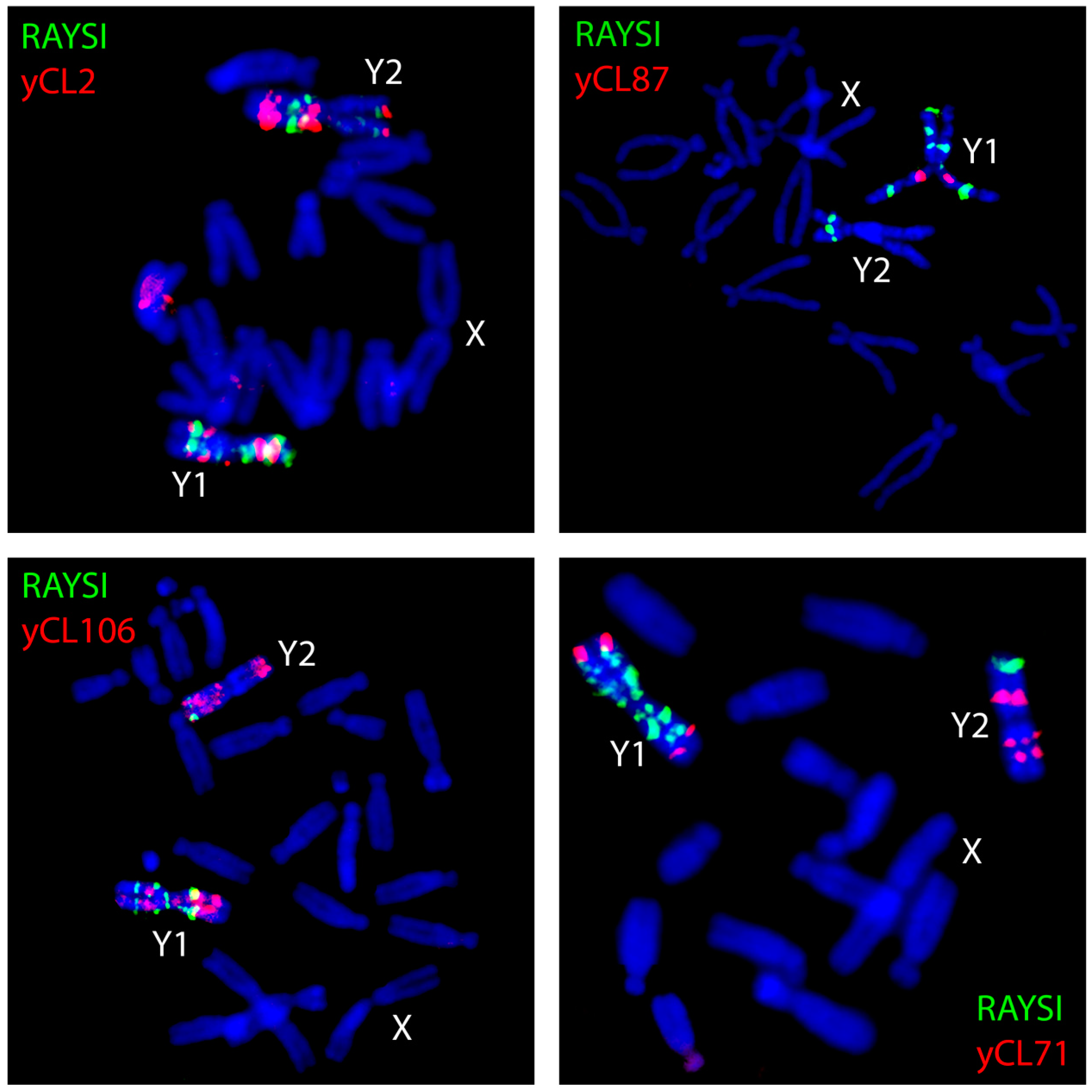 Genes 08 00302 g002 Genes 08 00302 g002