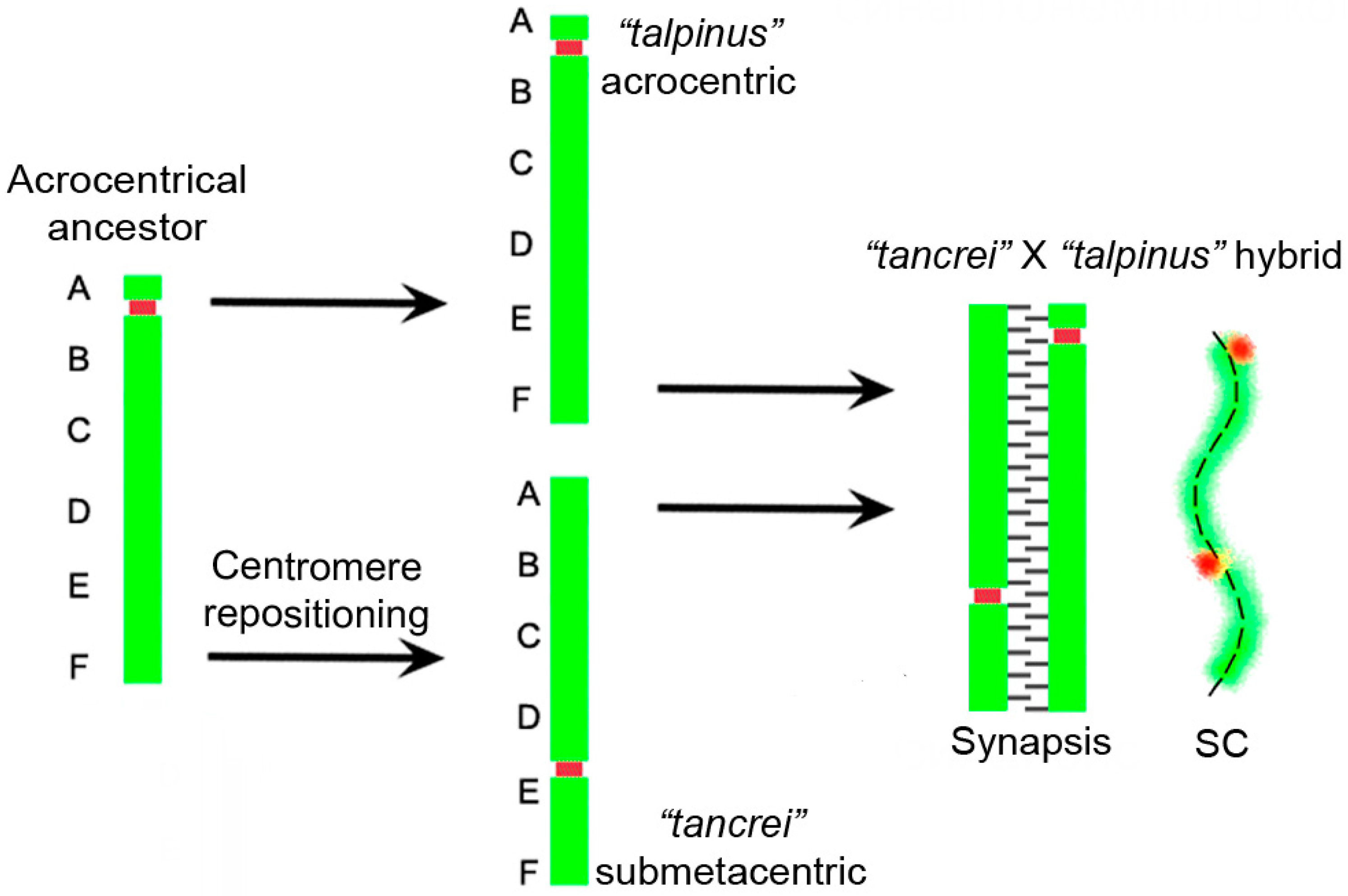 Genes 08 00306 g005 Genes 08 00306 g005