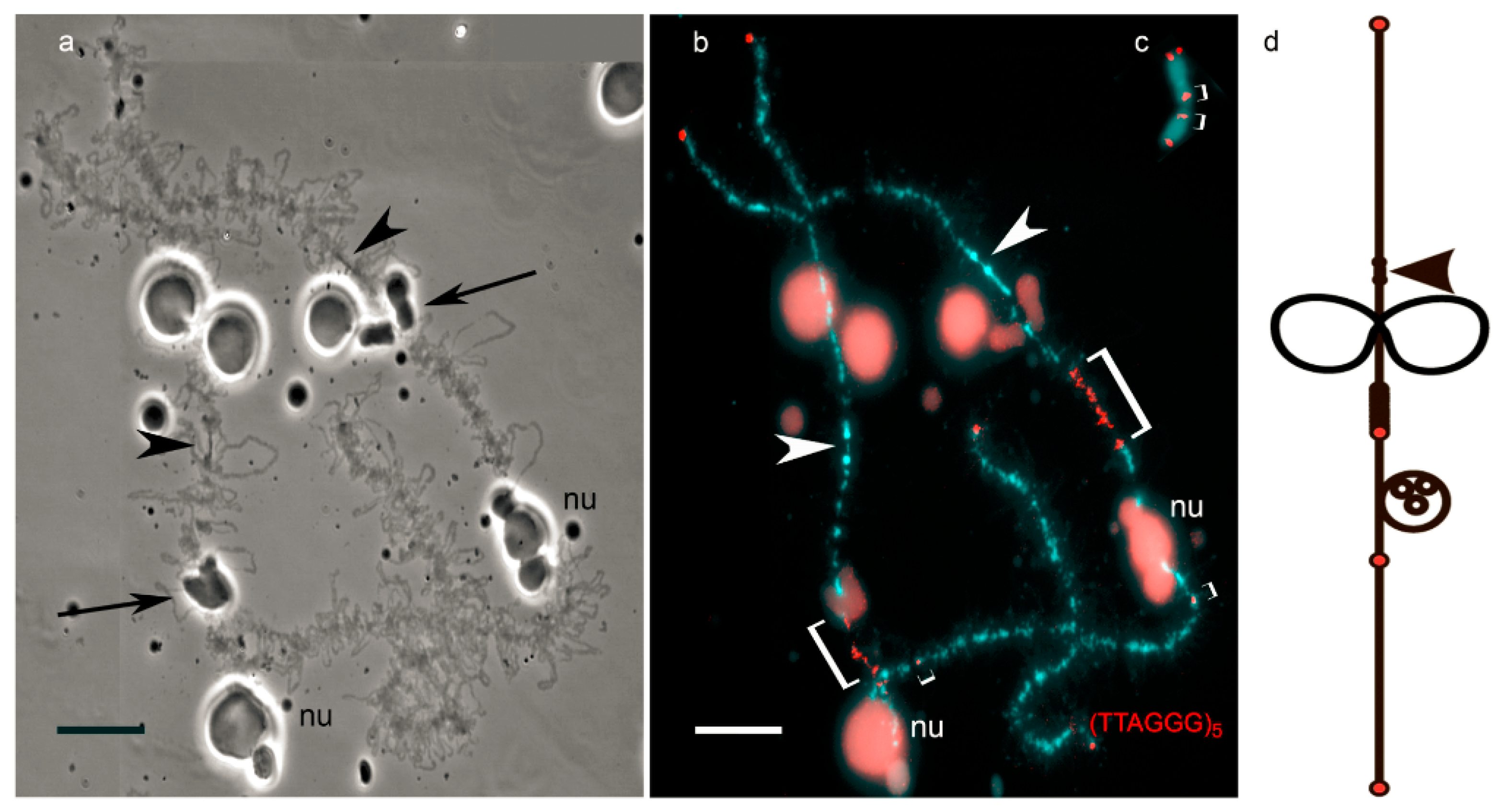 Genes 08 00311 g001 Genes 08 00311 g001
