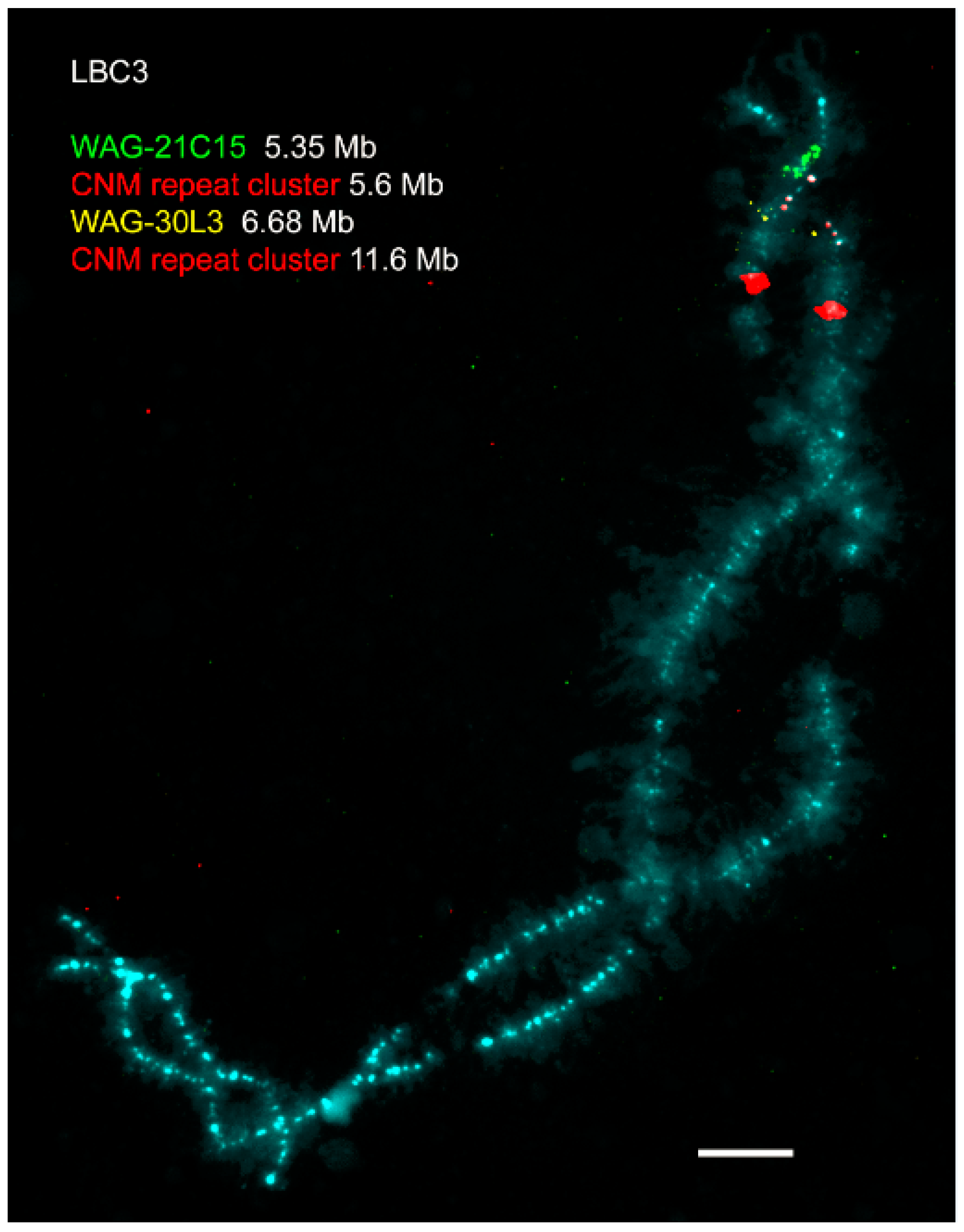 Genes 08 00311 g002 Genes 08 00311 g002