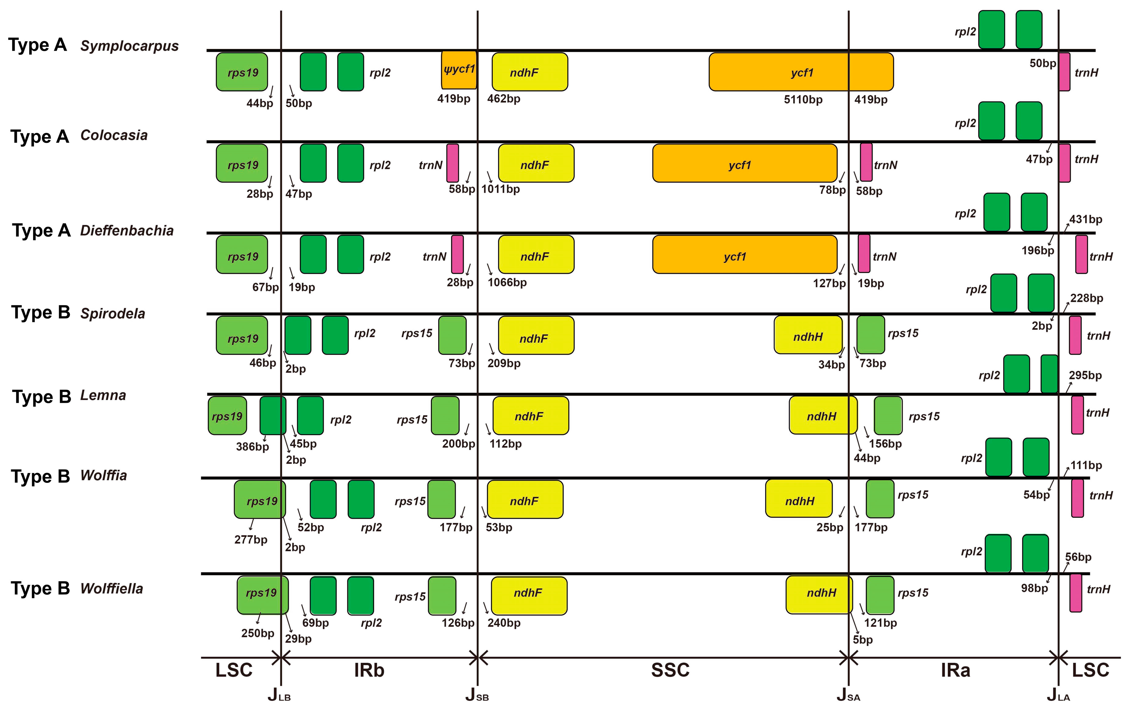 Genes 08 00324 g006 550