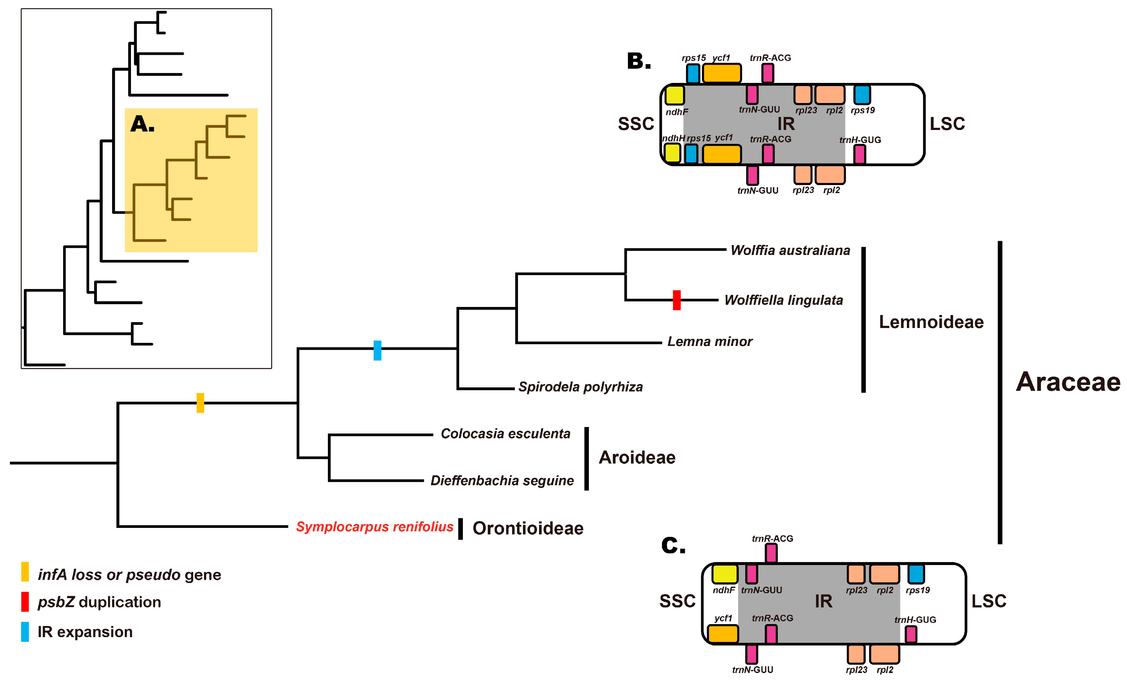 Genes 08 00324 g008 550