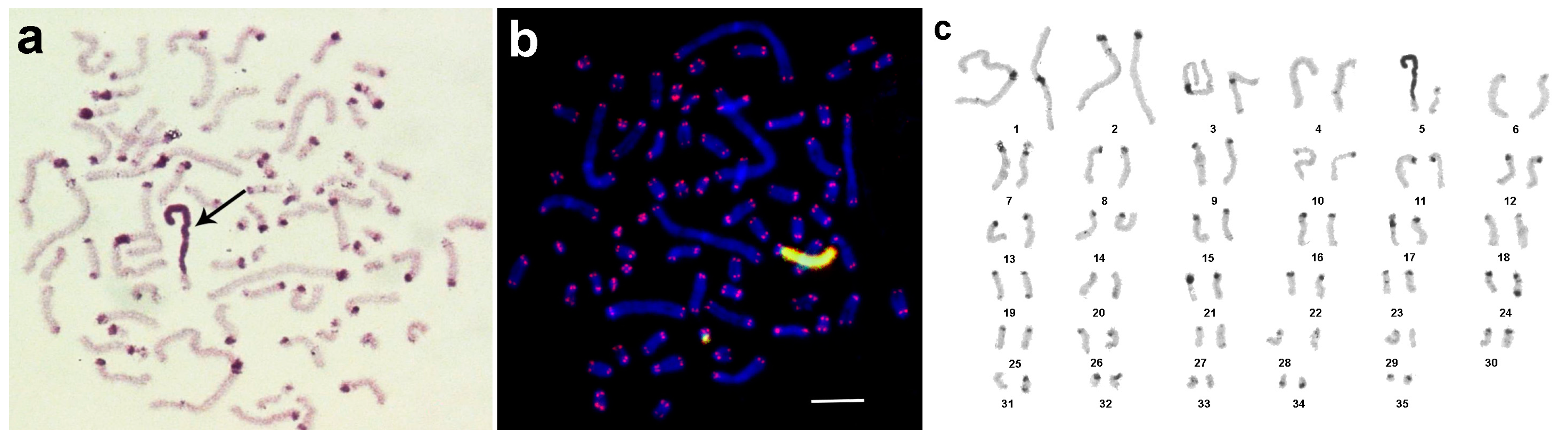 Genes 08 00327 g005 550
